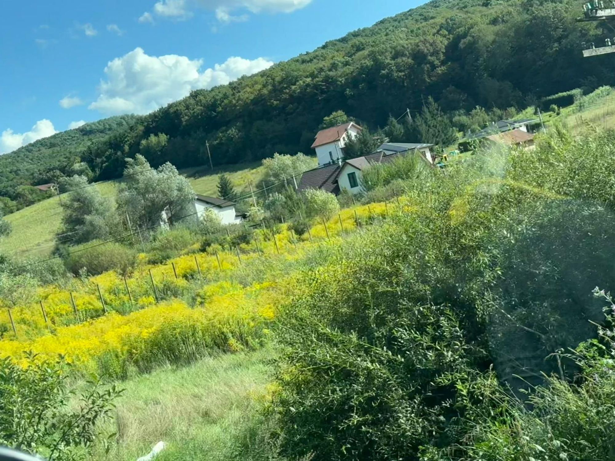 Ambrozie in Strada Livezeni 56, Târgu Mureș, Municipiu Târgu Mureş, Județul Mureș - WhatsApp Image 2025-09-16 at 07.19.00.jpeg