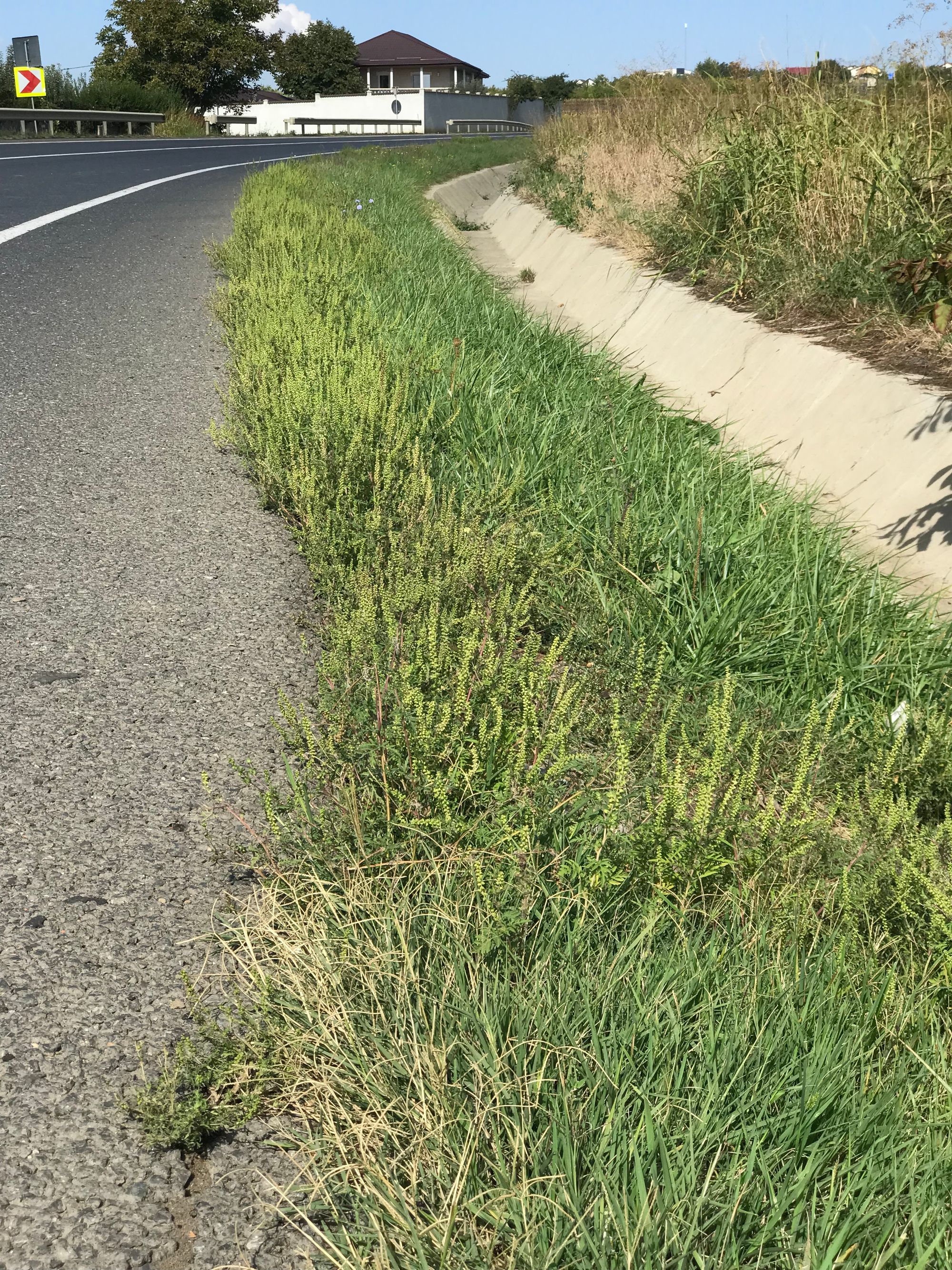 Ambrozie in Centura Iași 7, Comuna Ciurea, Județul Iași - 621A933F-8080-40B5-AB81-131ADC2D70ED.jpeg