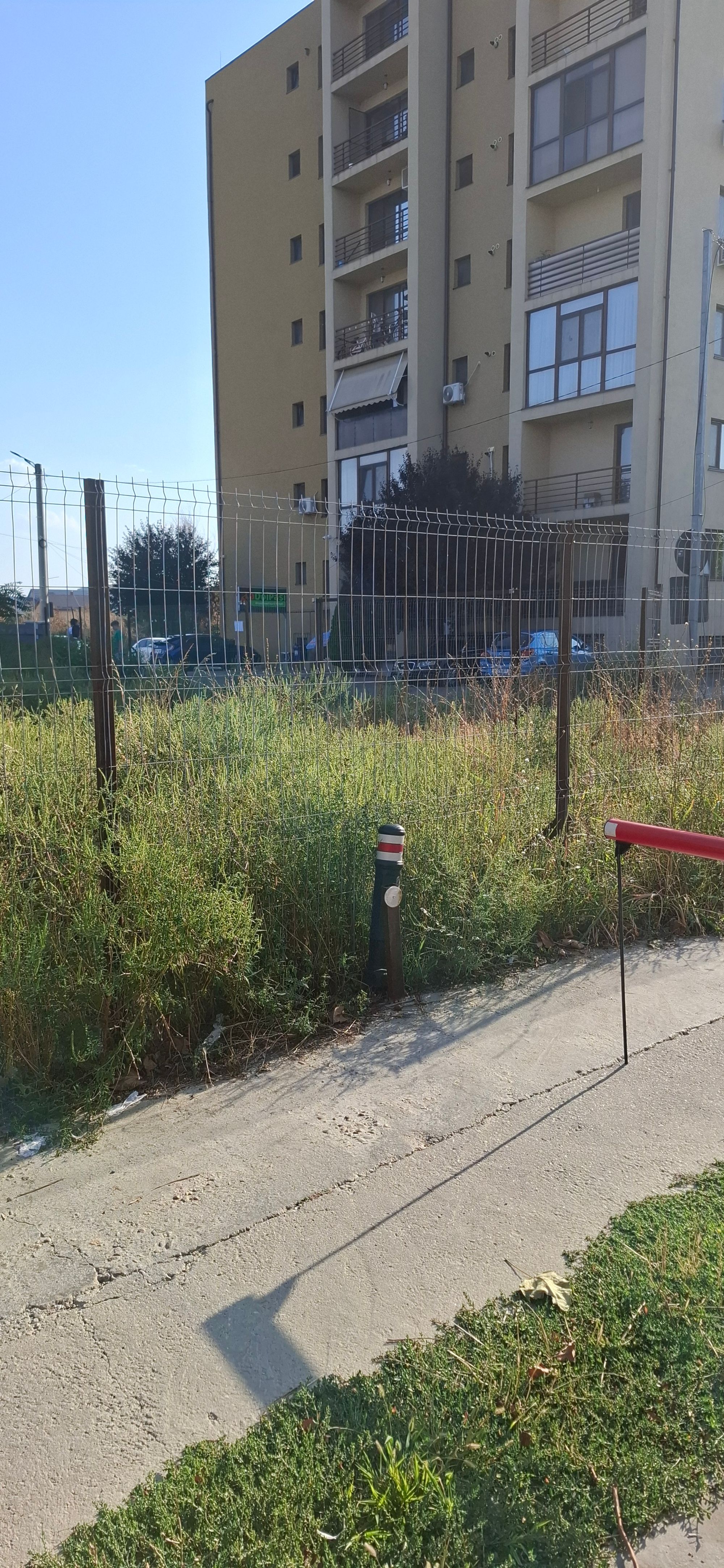 Ambrozie in Strada Crinului 324, Roșu, Comuna Chiajna, Județul Ilfov - 20250902_172426.jpg
