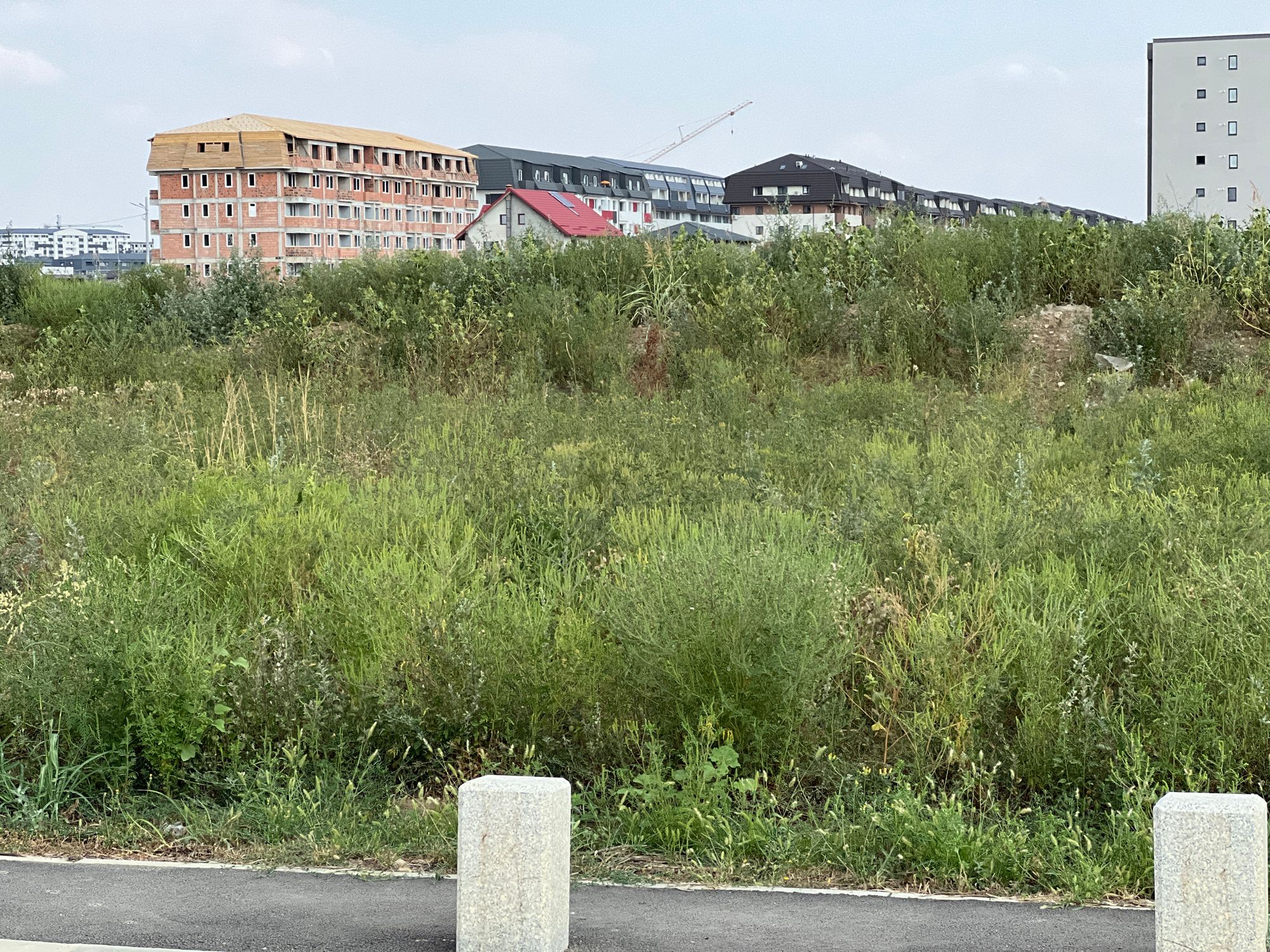 Ambrozie in Chiajna, Ilfov County - image.jpg