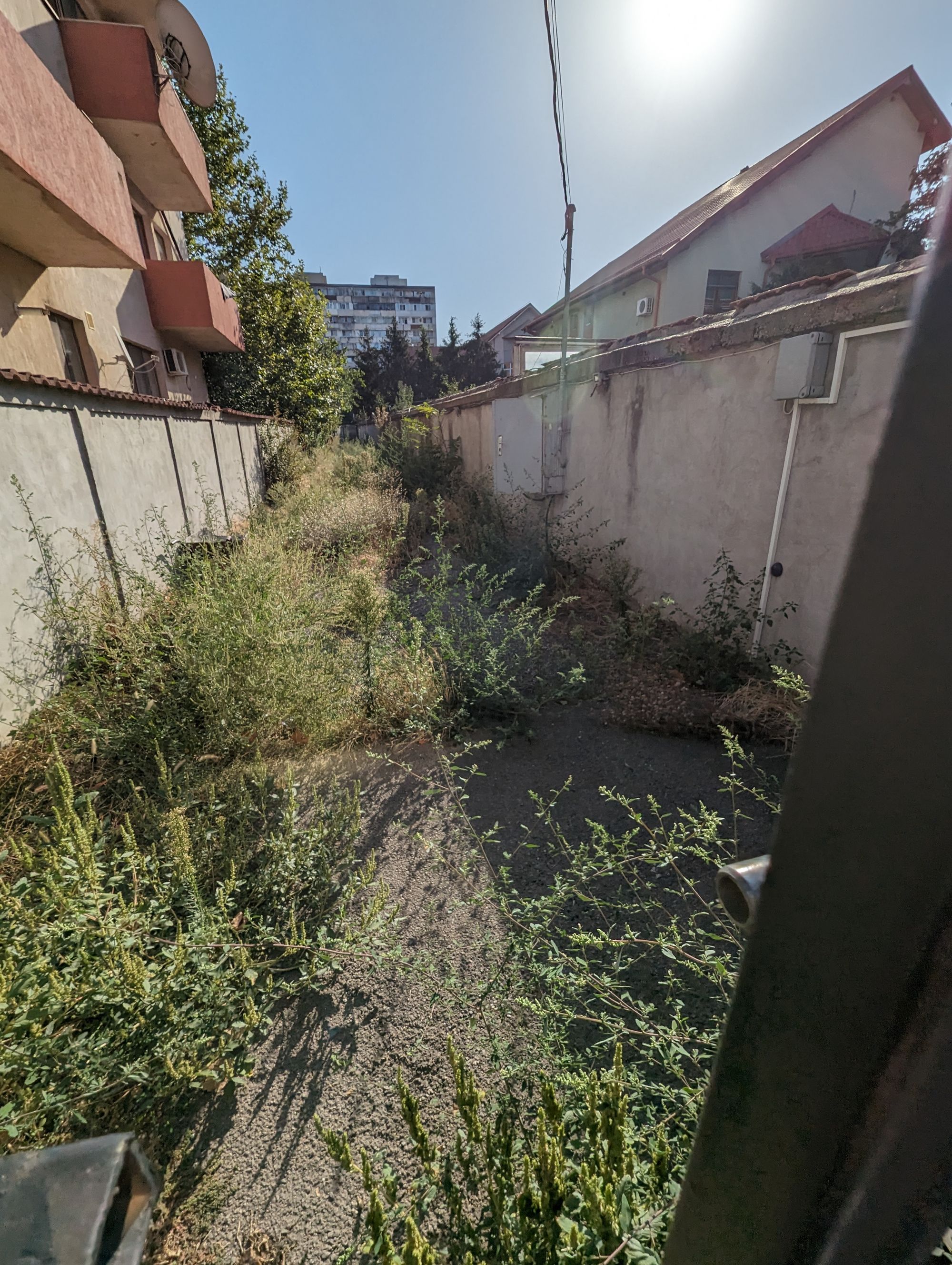 Ambrozie in Drumul Valea Danului 24, București, Municipiul București - 1000088808.jpg