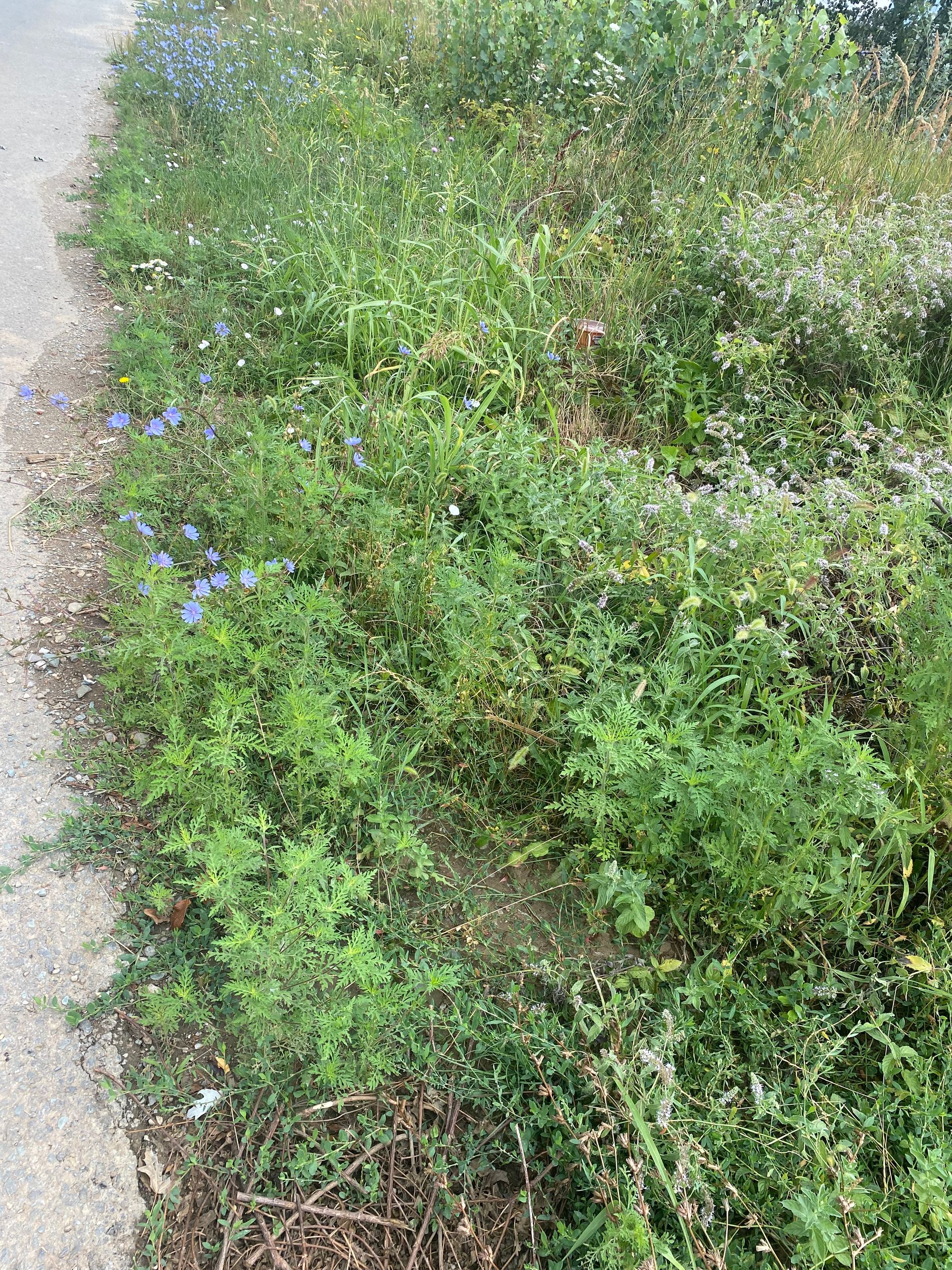 Ambrozie in Ostratu, Corbeanca, Ilfov County - E502FE60-E4EE-4140-8F96-53B6A4A31629.jpeg