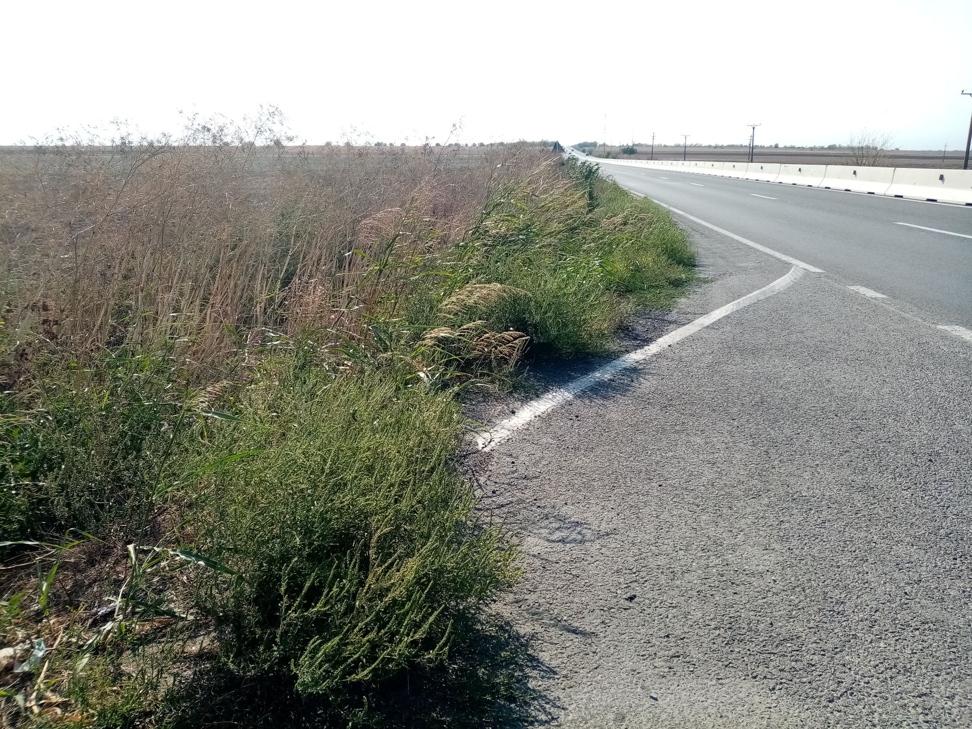 Ambrozie in Oituz, Comuna Lumina, Județul Constanța - IMG_20230906_100558.jpg