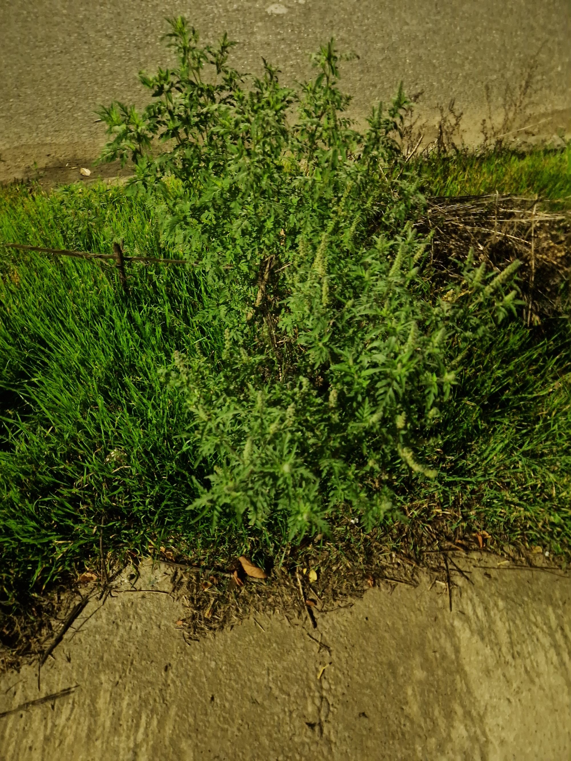 Ambrozie in Strada Alexandru Vlahuță 101, Brăila, Municipiu Brăila, Județul Brăila - 20251028_191438.jpg