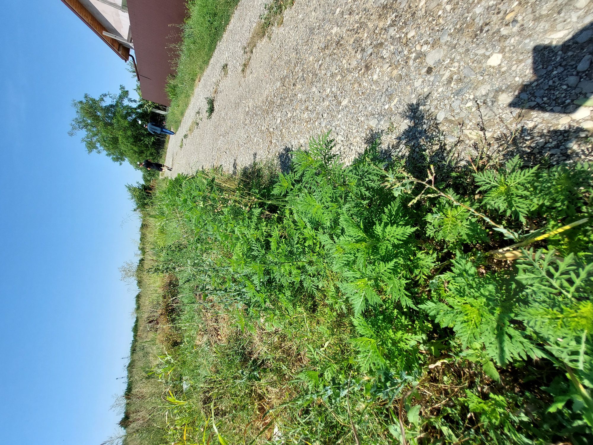 Ambrozie in Strada Lăstunului 2, Ploiești, Municipiu Ploieşti, Județul Prahova - inbound3500643238936870306.jpg