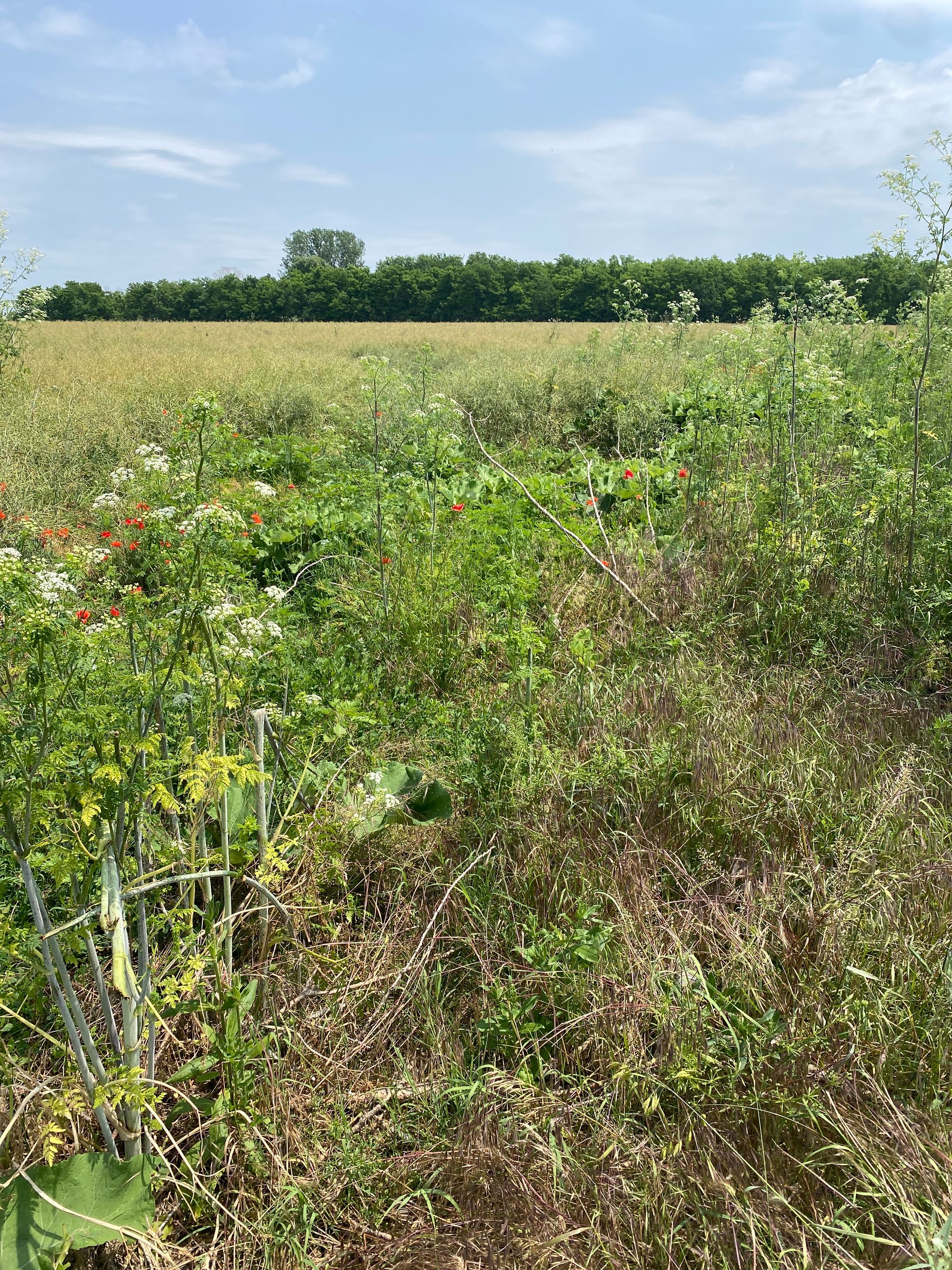 Ambrozie in DJ101B 4, Nuci, Comuna Nuci, Județul Ilfov - image.jpg