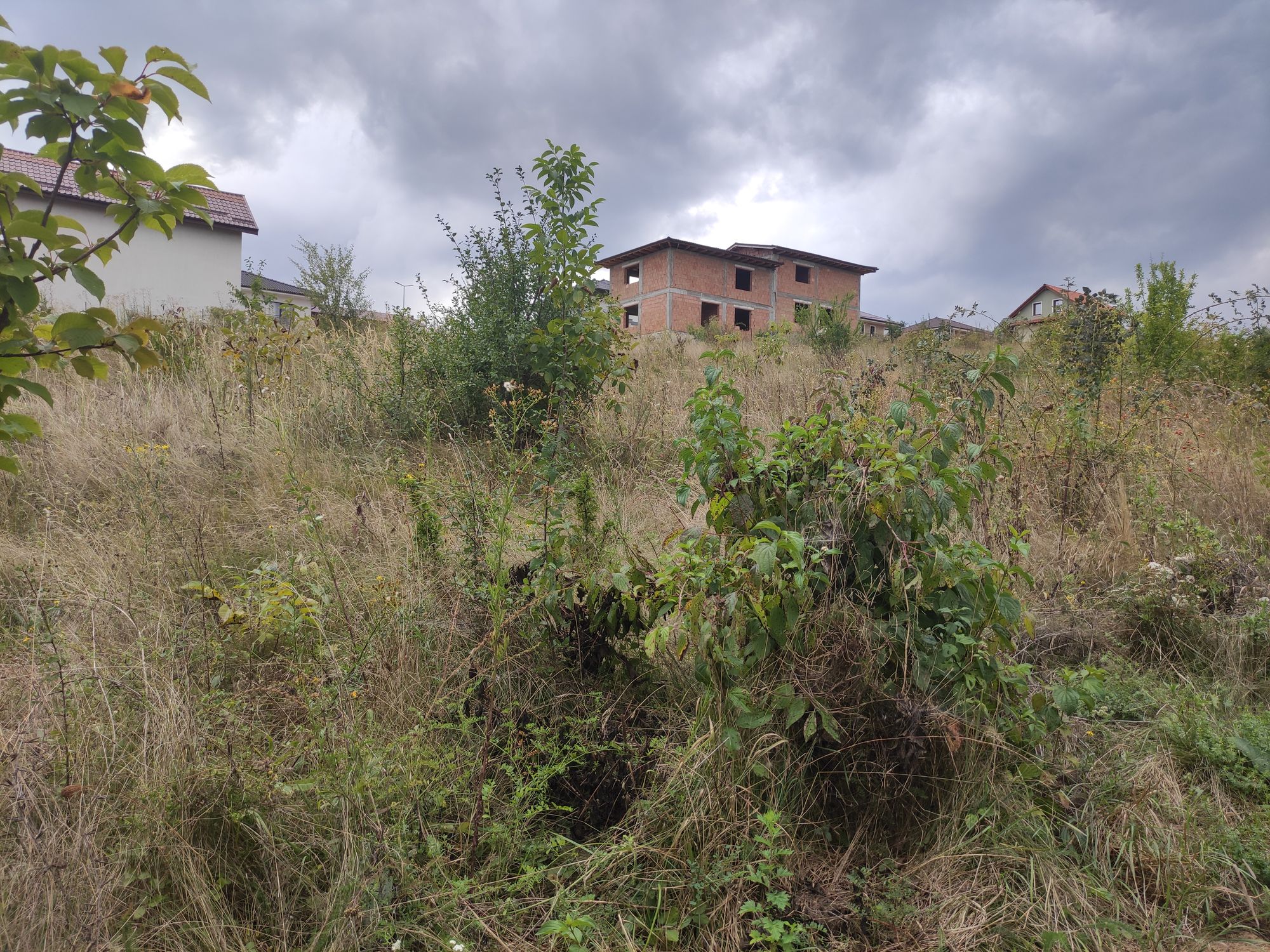 Ambrozie in Strada Cloșca 58, Dezmir, Comuna Apahida, Județul Cluj - 1693825853007106060406197397746.jpg