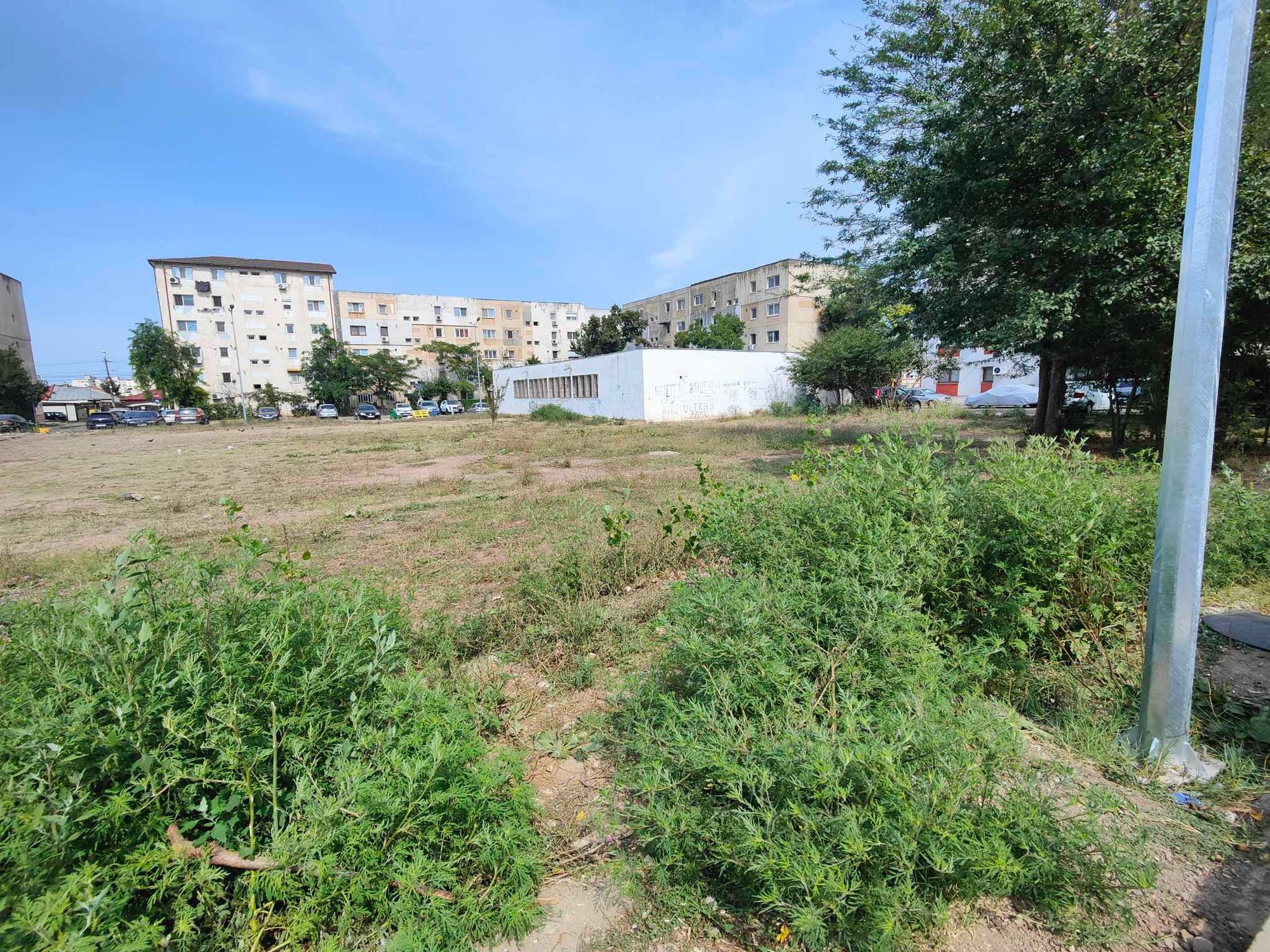 Ambrozie in Aleea Solidarității 6, Constanța, Municipiul Constanța, Județul Constanța - received_3701350166821419.jpeg