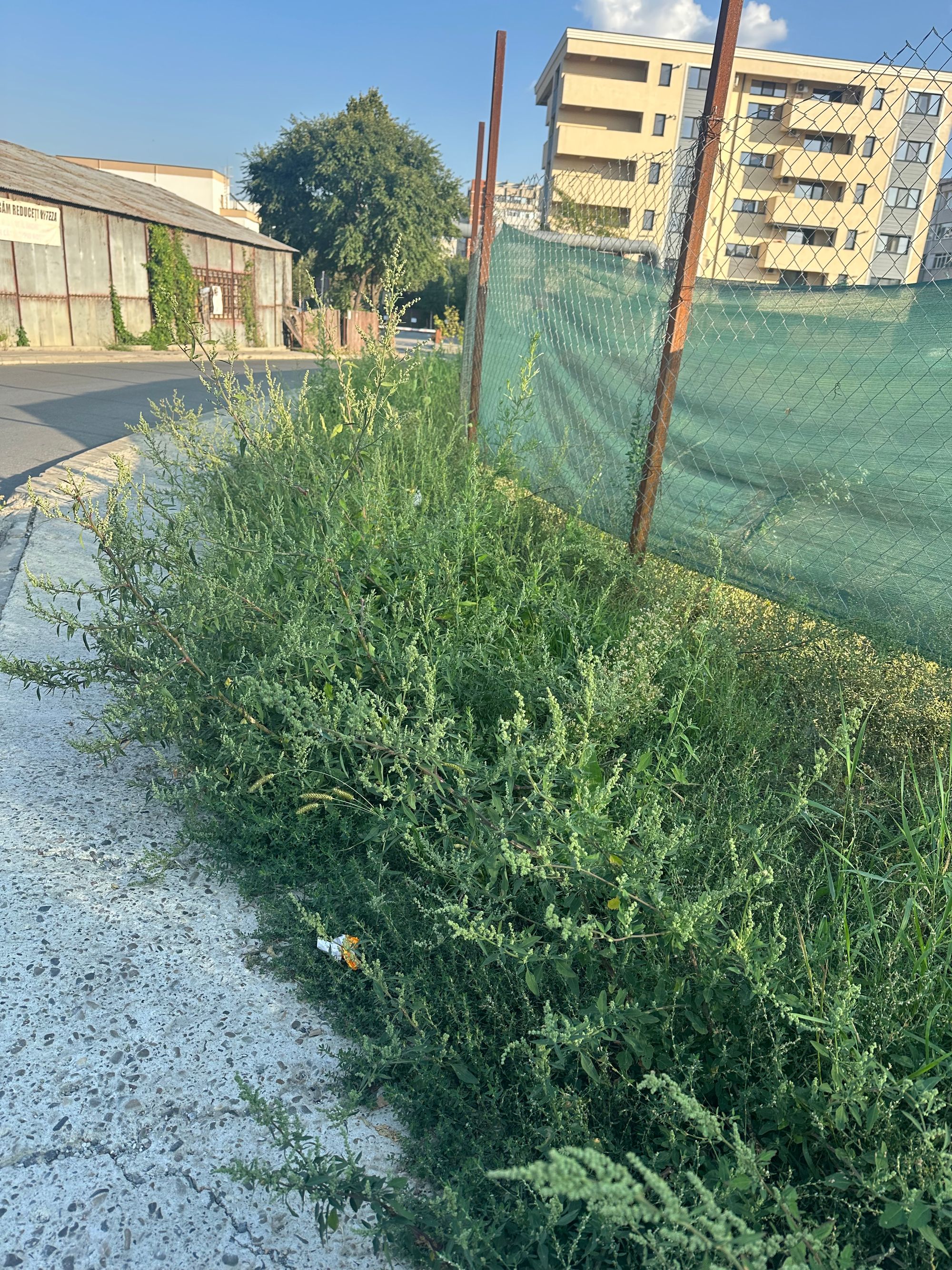Ambrozie in Aleea Strugurilor 1, Iași, Municipiu Iaşi, Județul Iași - IMG_6277.jpeg