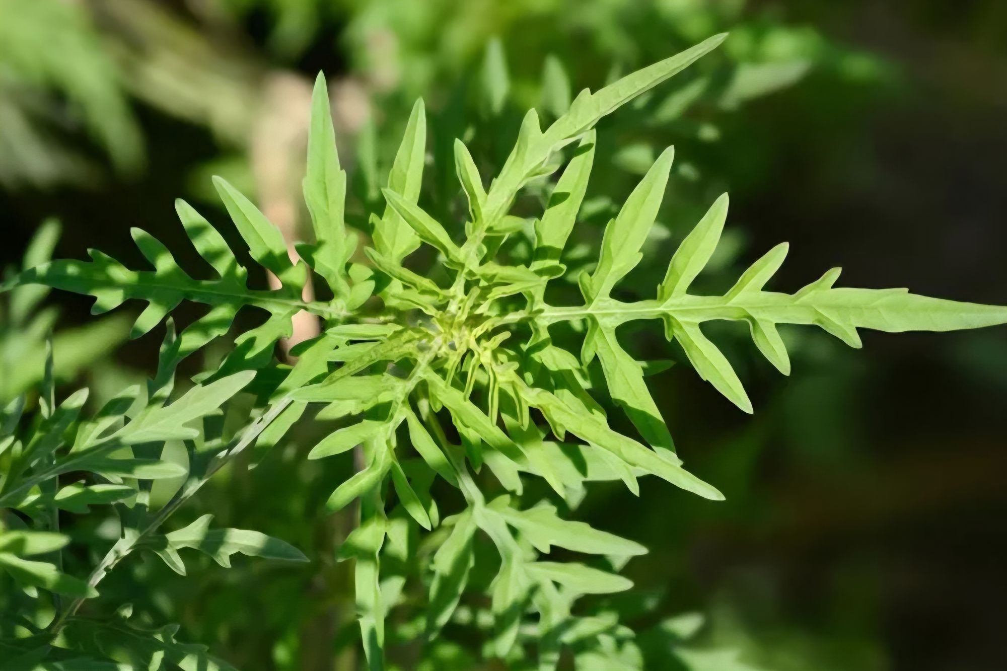 Ambrozie in Unip, Comuna Sacoșu Turcesc, Județul Timiș - Screenshot_20250724_193609_Chrome.jpg