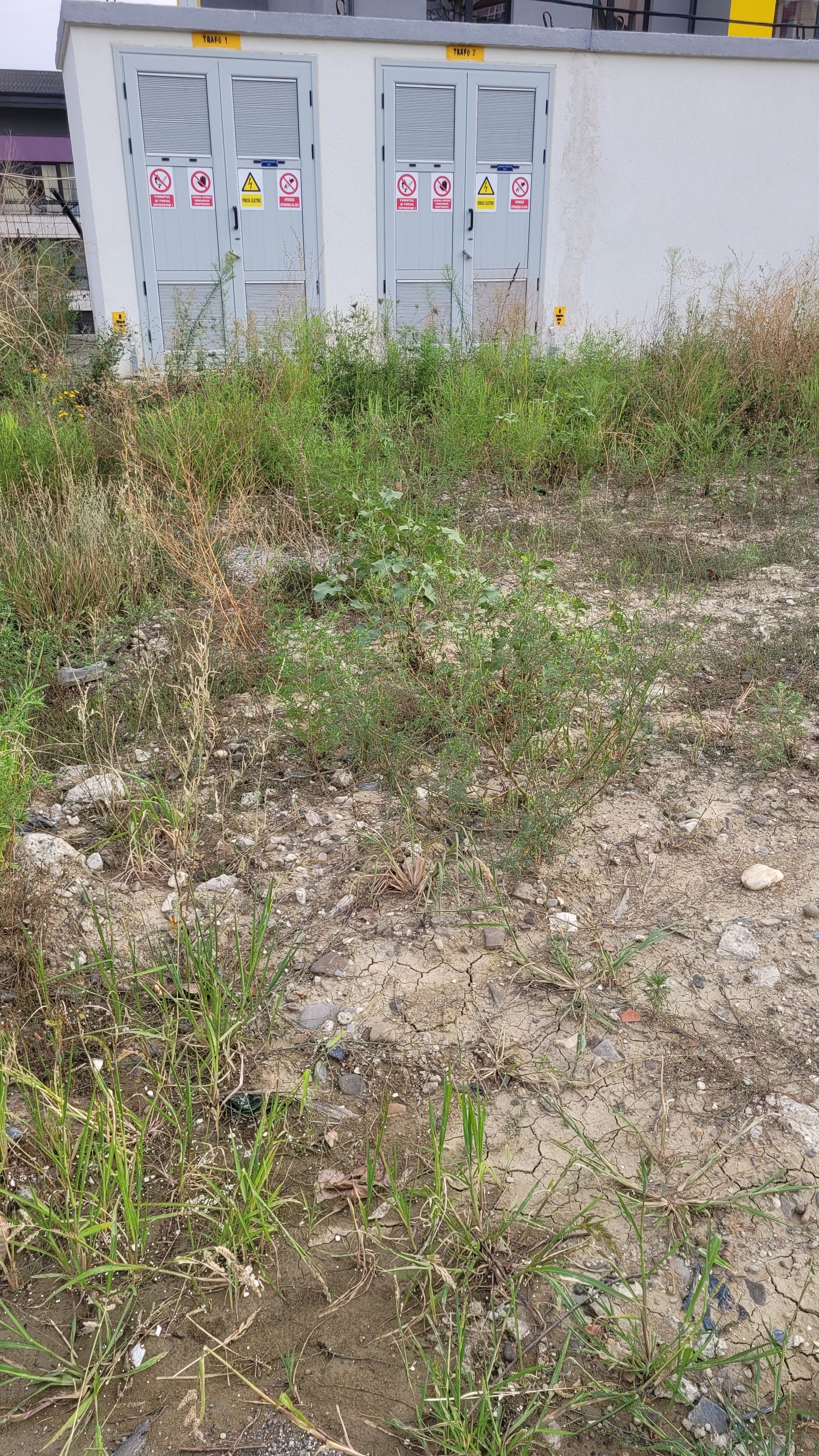 Ambrozie in Strada Nicolae Oblu 20, Iași, Municipiu Iaşi, Județul Iași - 20240830_192221.jpg