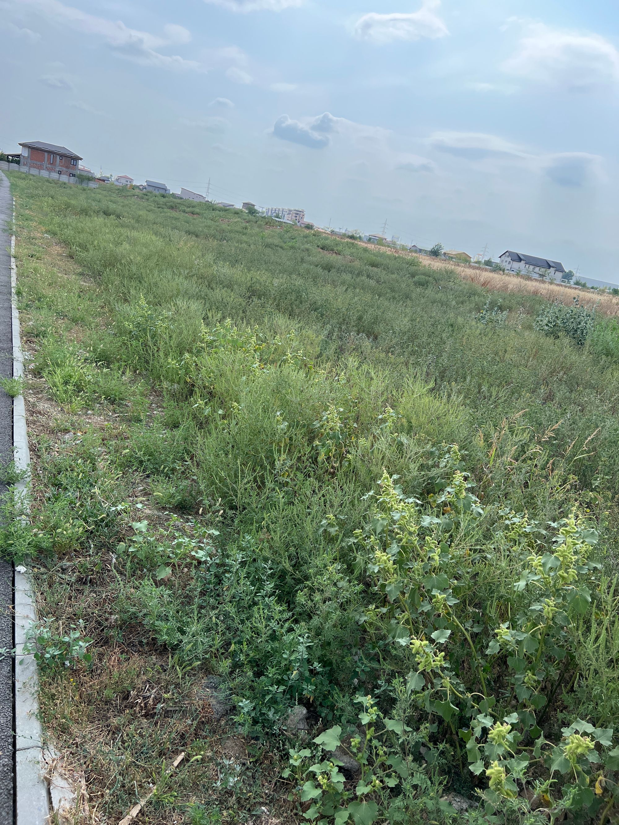 Ambrozie in Chiajna, Ilfov County - image.jpg