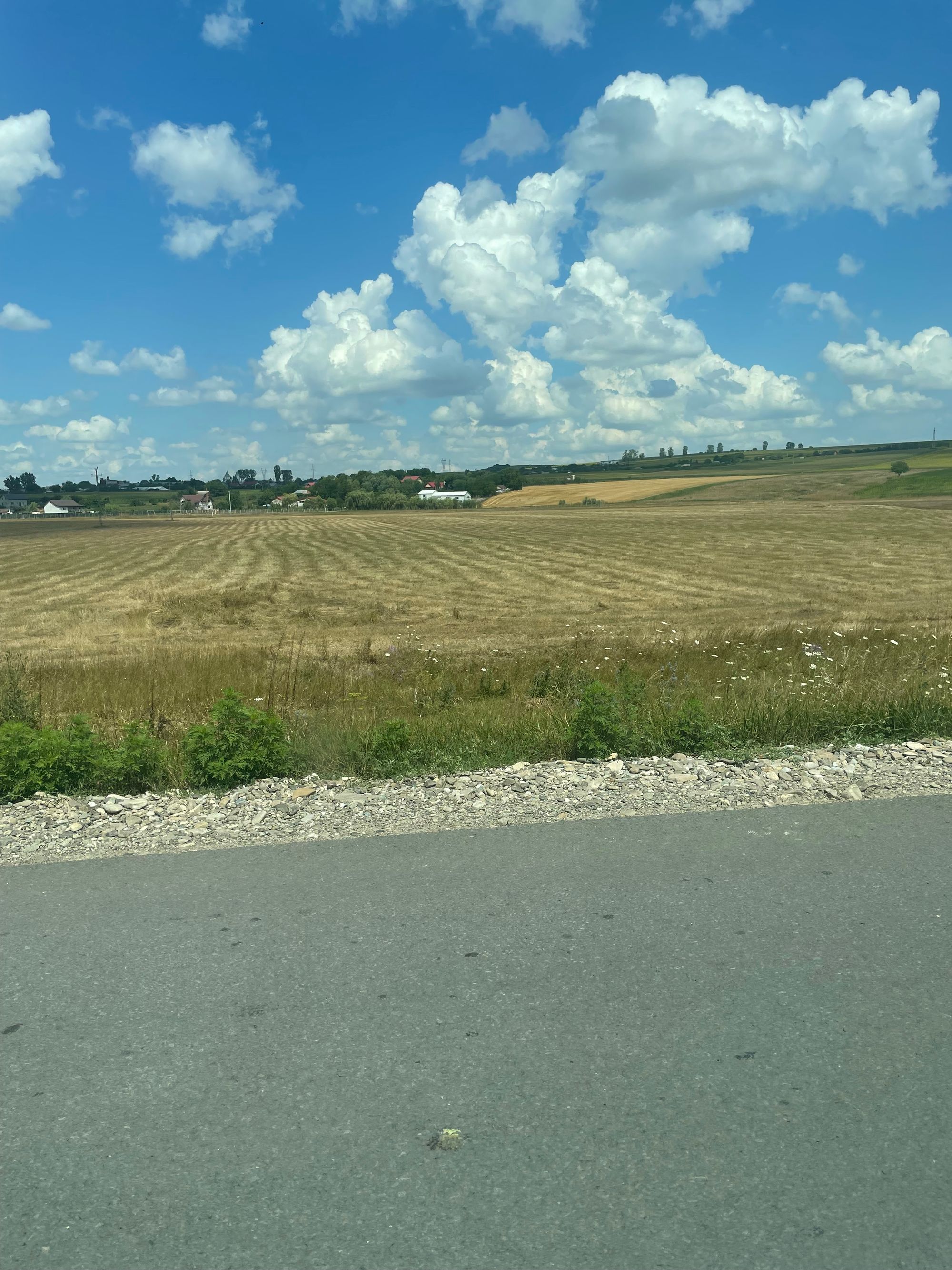 Ambrozie in E583, Oraș Podu Iloaiei, Județul Iași - IMG_2241.jpeg
