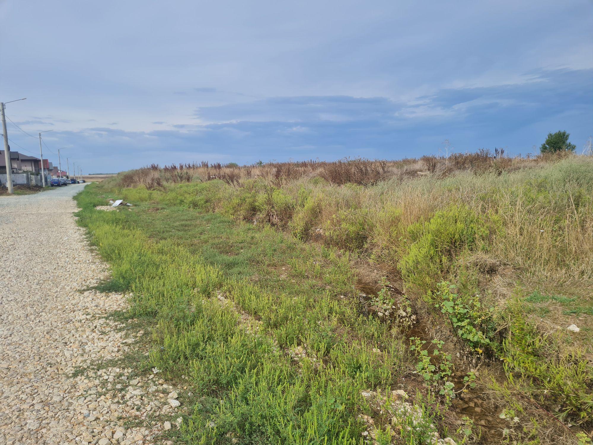 Ambrozie in Strada Orhideelor 17, Agigea, Comuna Agigea, Județul Constanța - 20250917_105941.jpg