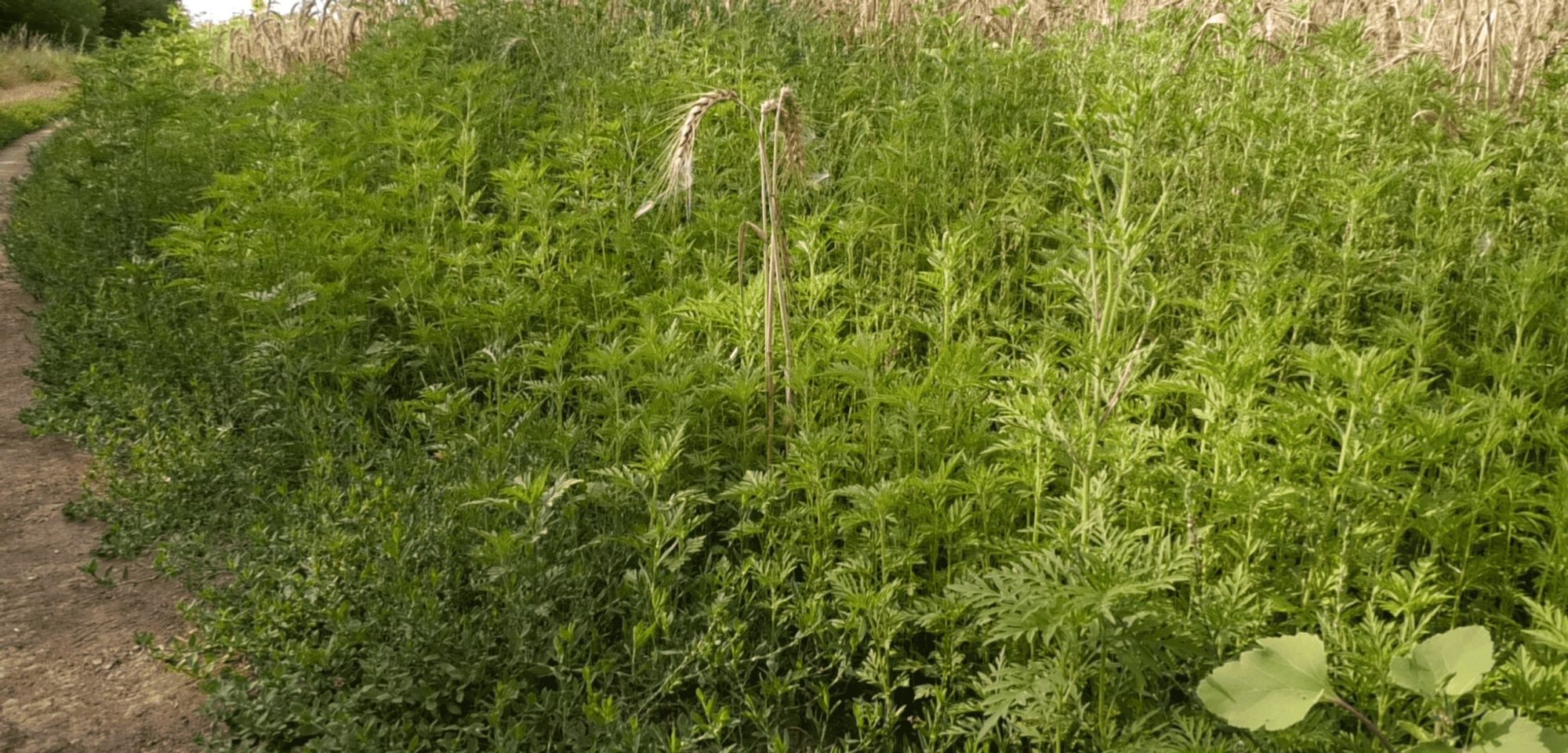 Ambrozie in Surduc, Comuna Copăcel, Județul Bihor - ambrozia-la-margiea-campului_cr.jpg