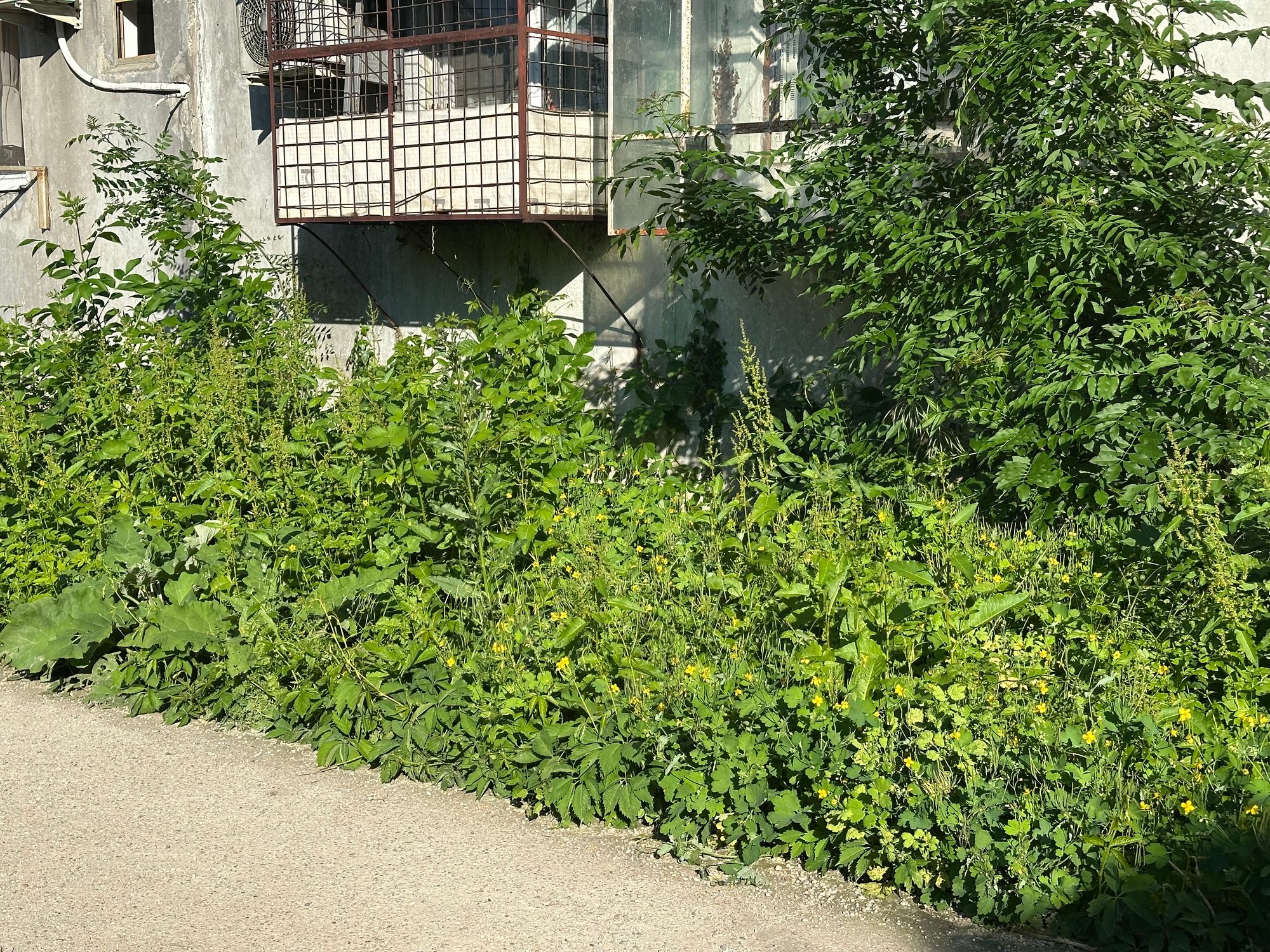 Ambrozie in Bulevardul Dimitrie Pompeiu nr 5, București, Municipiul București