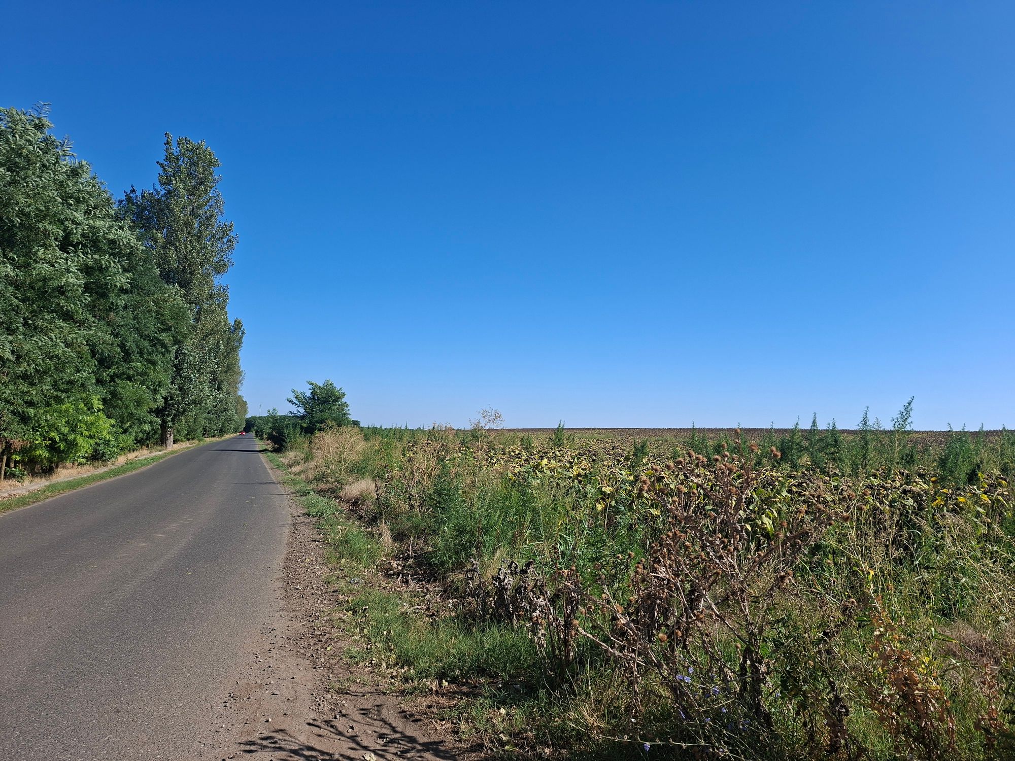 Ambrozie in Chioibășești, Comuna Ciocile, Județul Brăila - 17554130902482380016149824941858.jpg