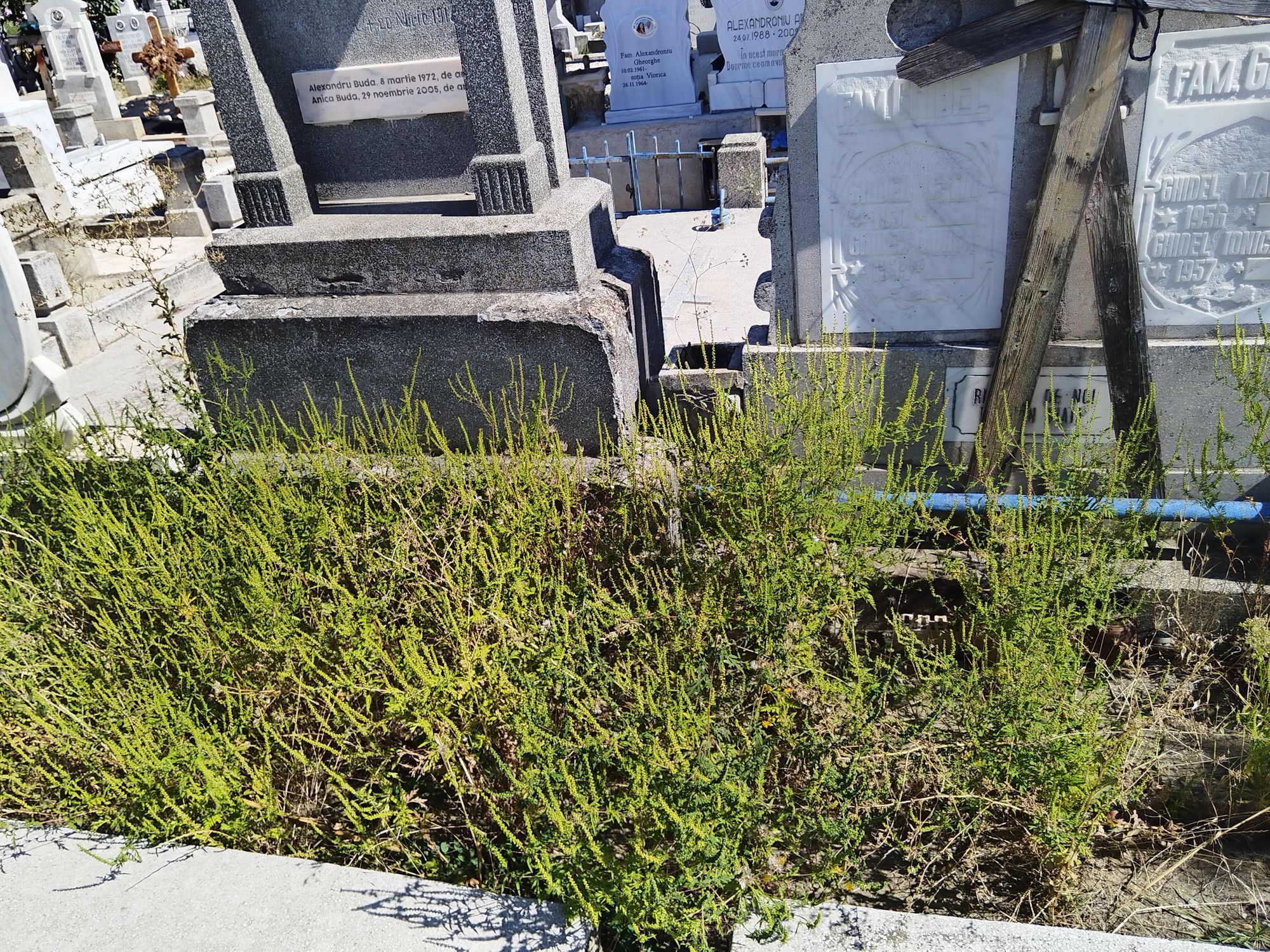 Ambrozie in Aleea Crinilor 4, Drobeta-Turnu Severin, Municipiu Drobeta-turnu Severin, Județul Mehedinți - IMG_20250912_140421.jpg