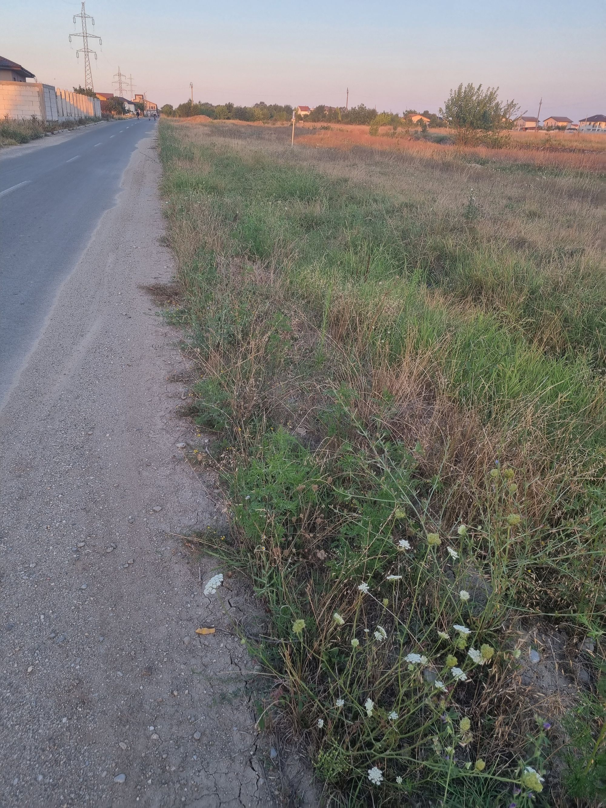 Ambrozie in Ciorogârla, Ciorogarla, Ilfov County - 16919461171548195800766096839368.jpg