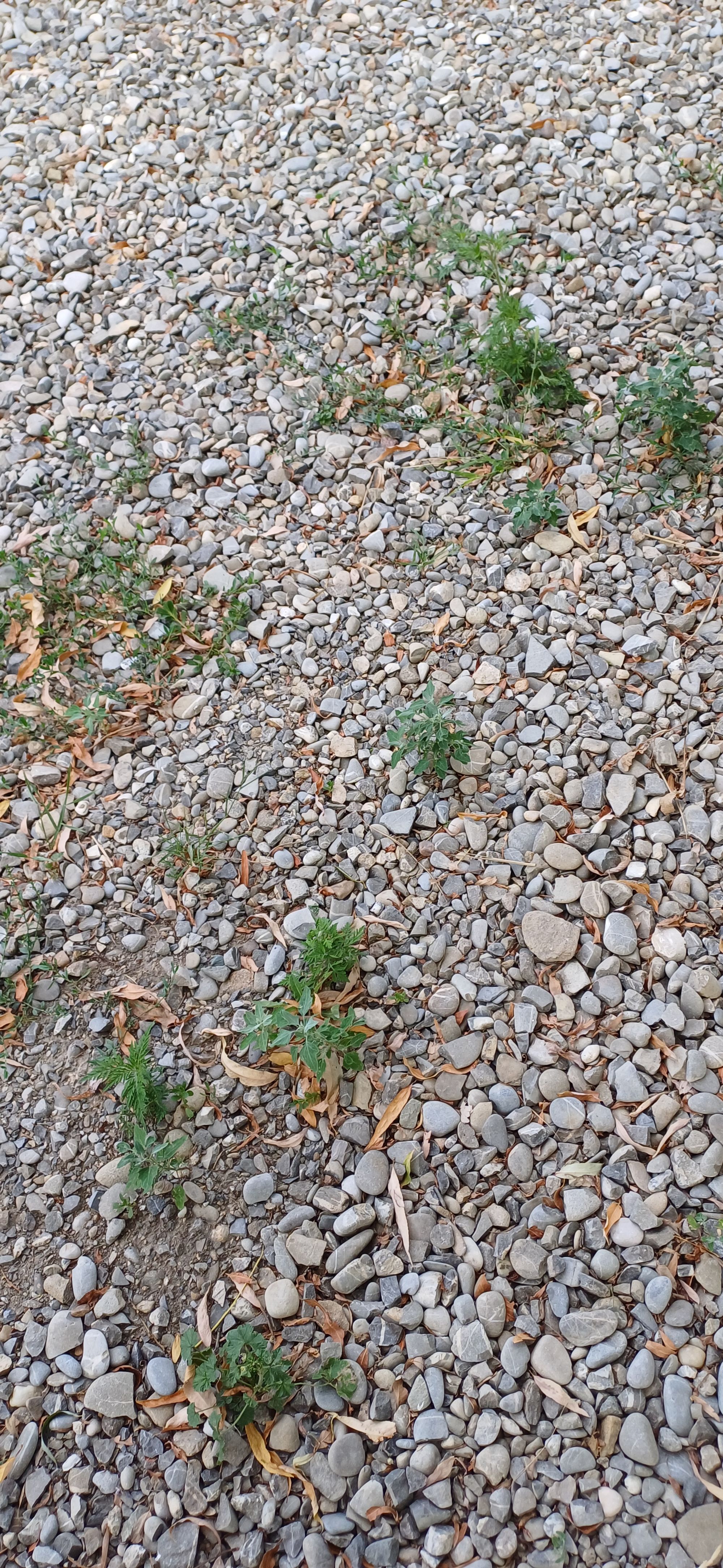 Ambrozie in Strada Iuliu Maniu 61b, Buftea, Oraş Buftea, Județul Ilfov