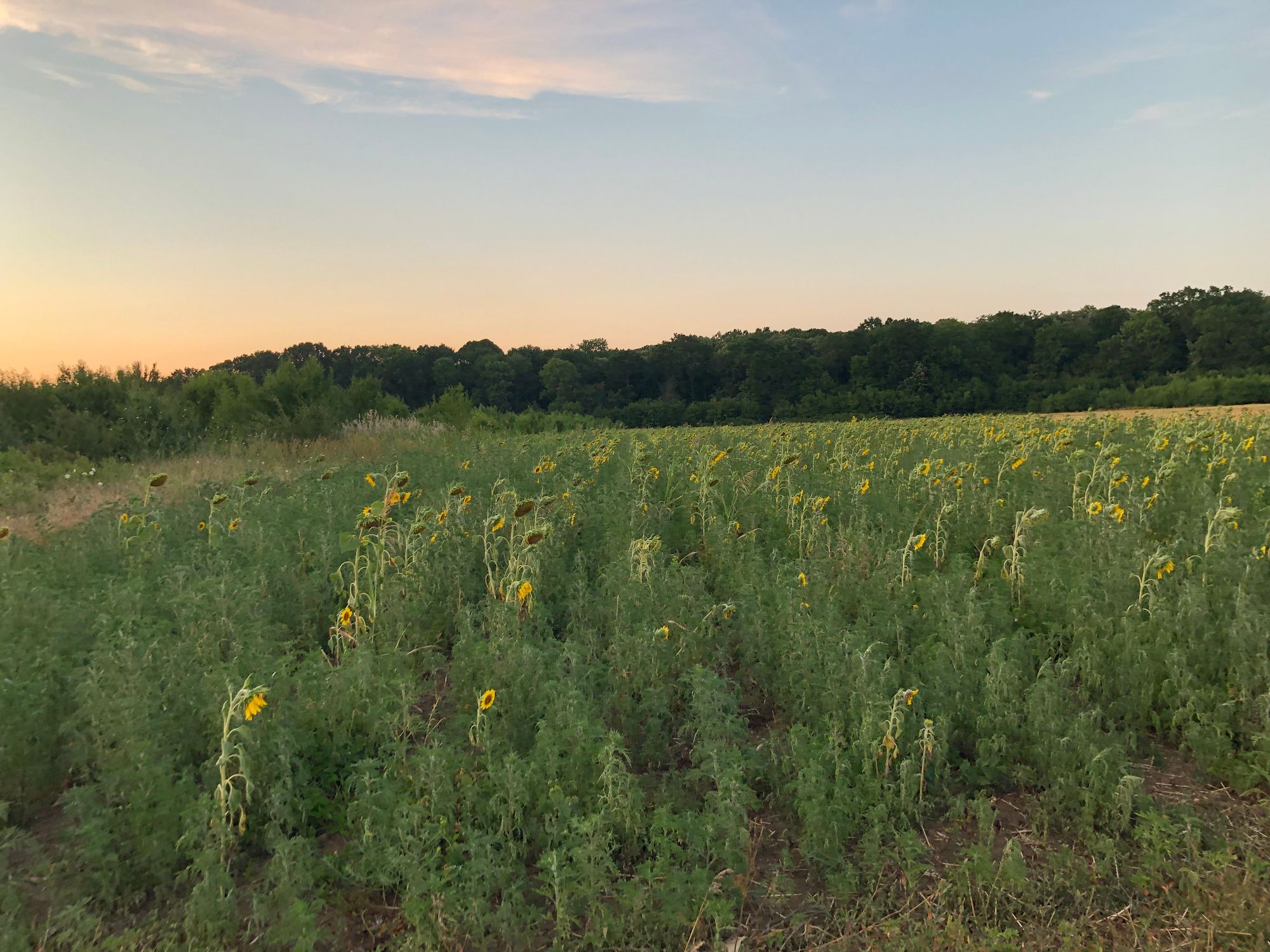 Ambrozie in Săbăreni, Sabareni, Giurgiu County - IMG_6649.jpeg