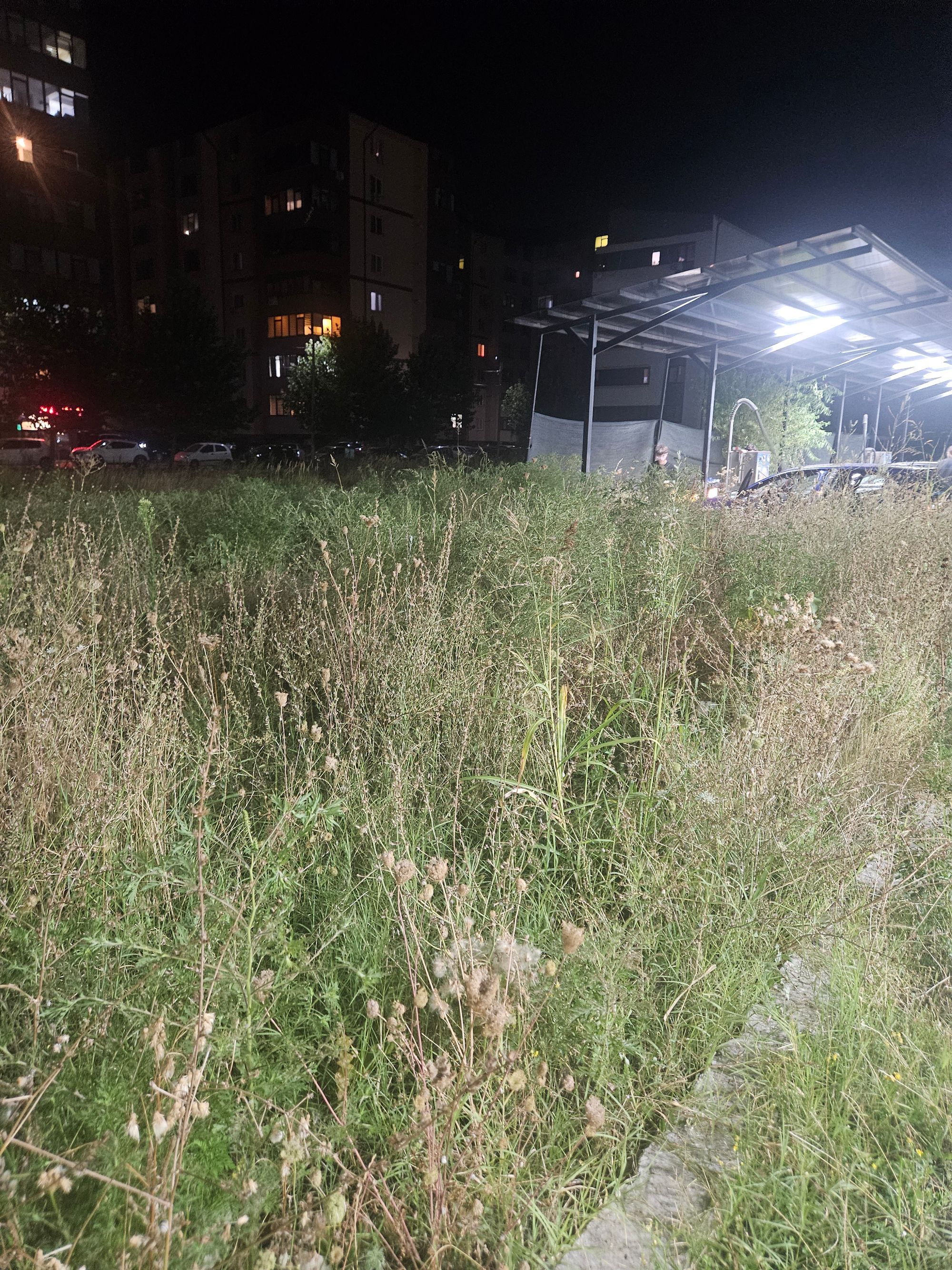 Ambrozie in Strada Tineretului 91, Dudu, Comuna Chiajna, Județul Ilfov