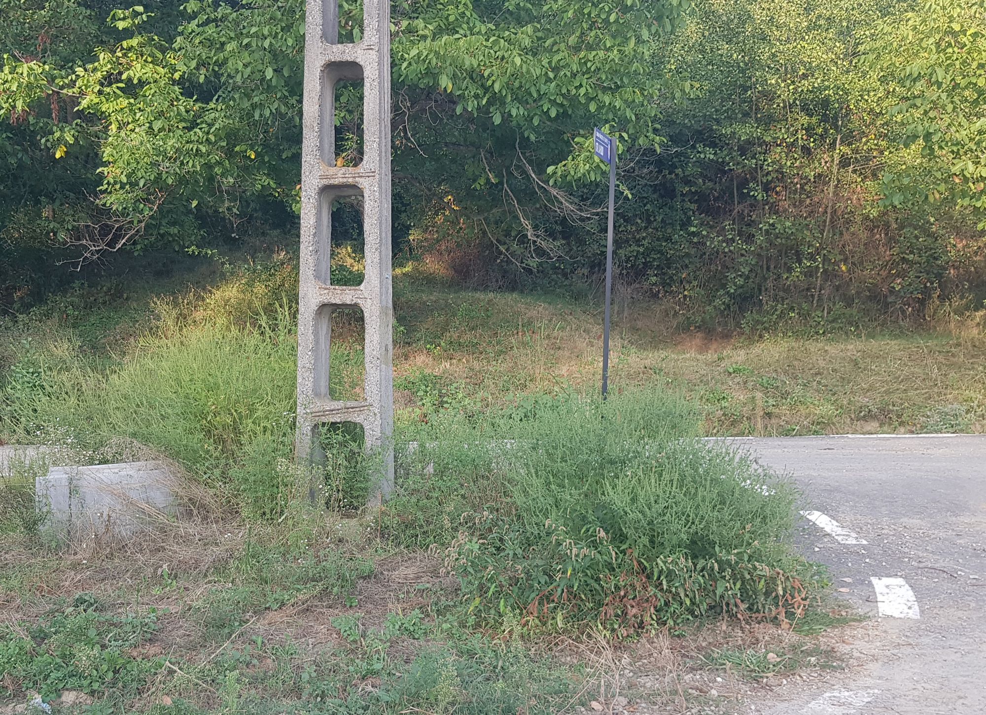Ambrozie in Băluţoaia, Comuna Frâncești, Județul Vâlcea - 20250907_201422.jpg