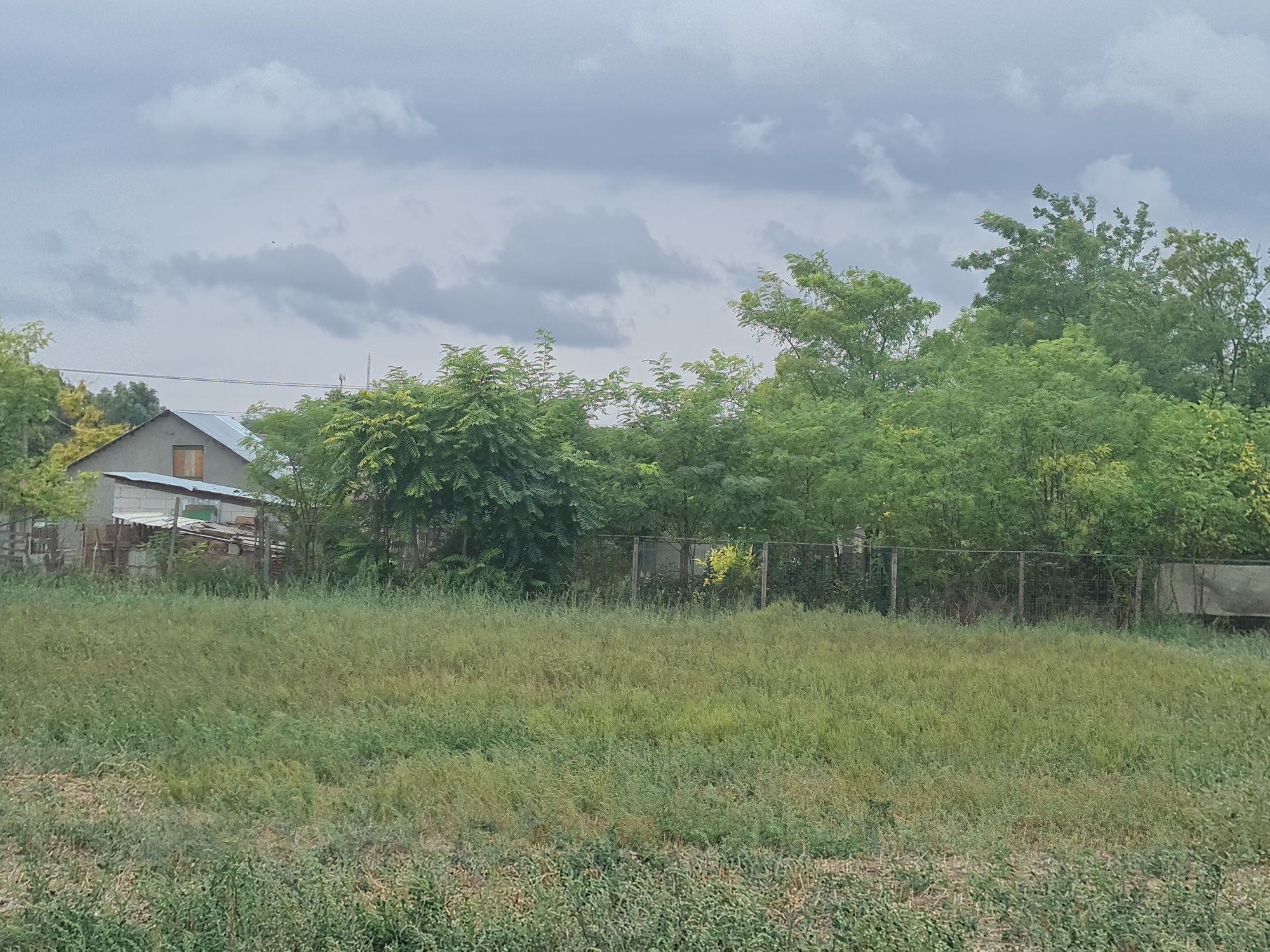 Ambrozie in DJ225 15, Nicolae Bălcescu, Comuna Nicolae Bălcescu, Județul Constanța