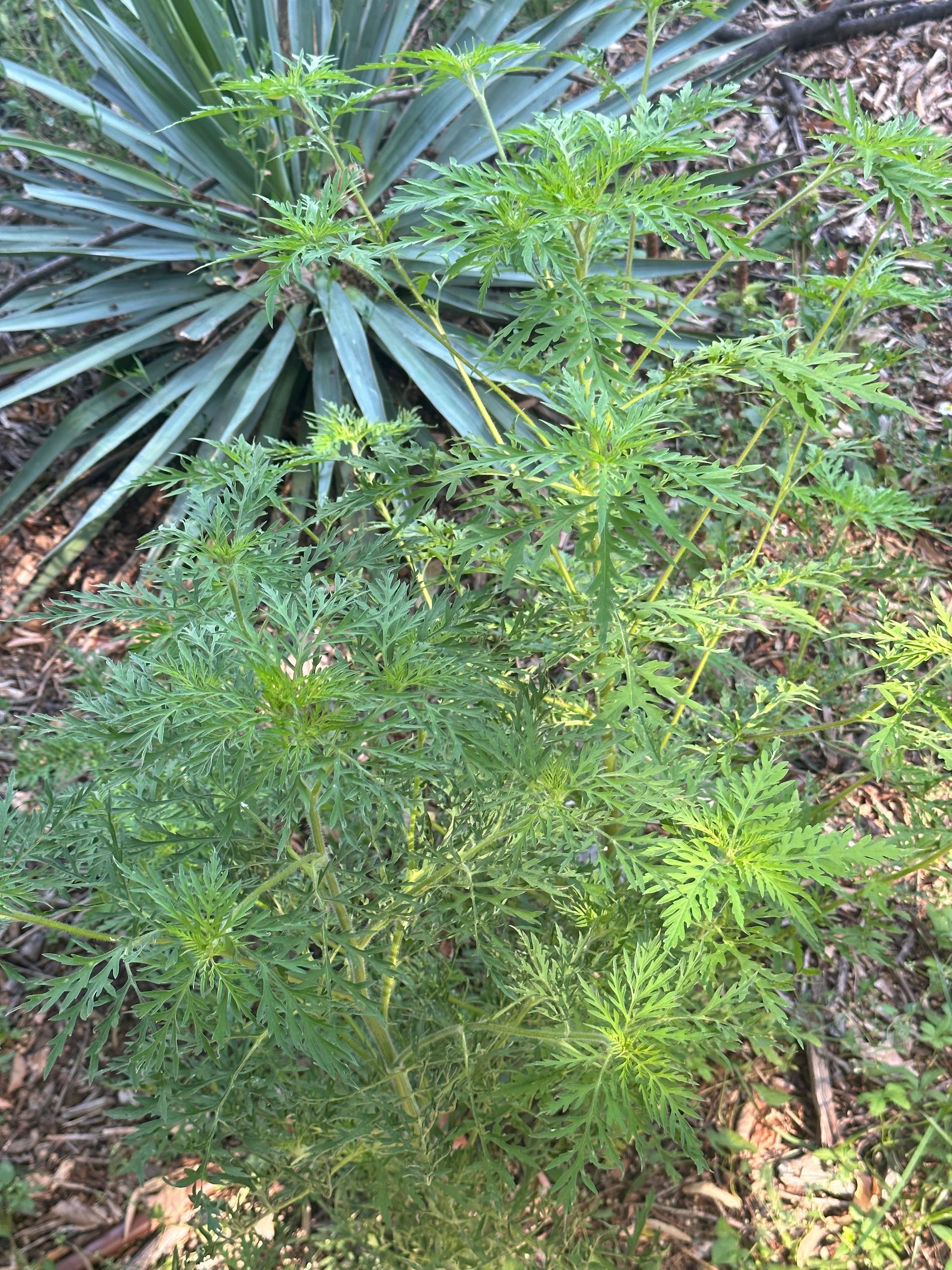 Ambrozie in Strada Armindenului 92, București, Municipiul București - IMG_0509.jpeg