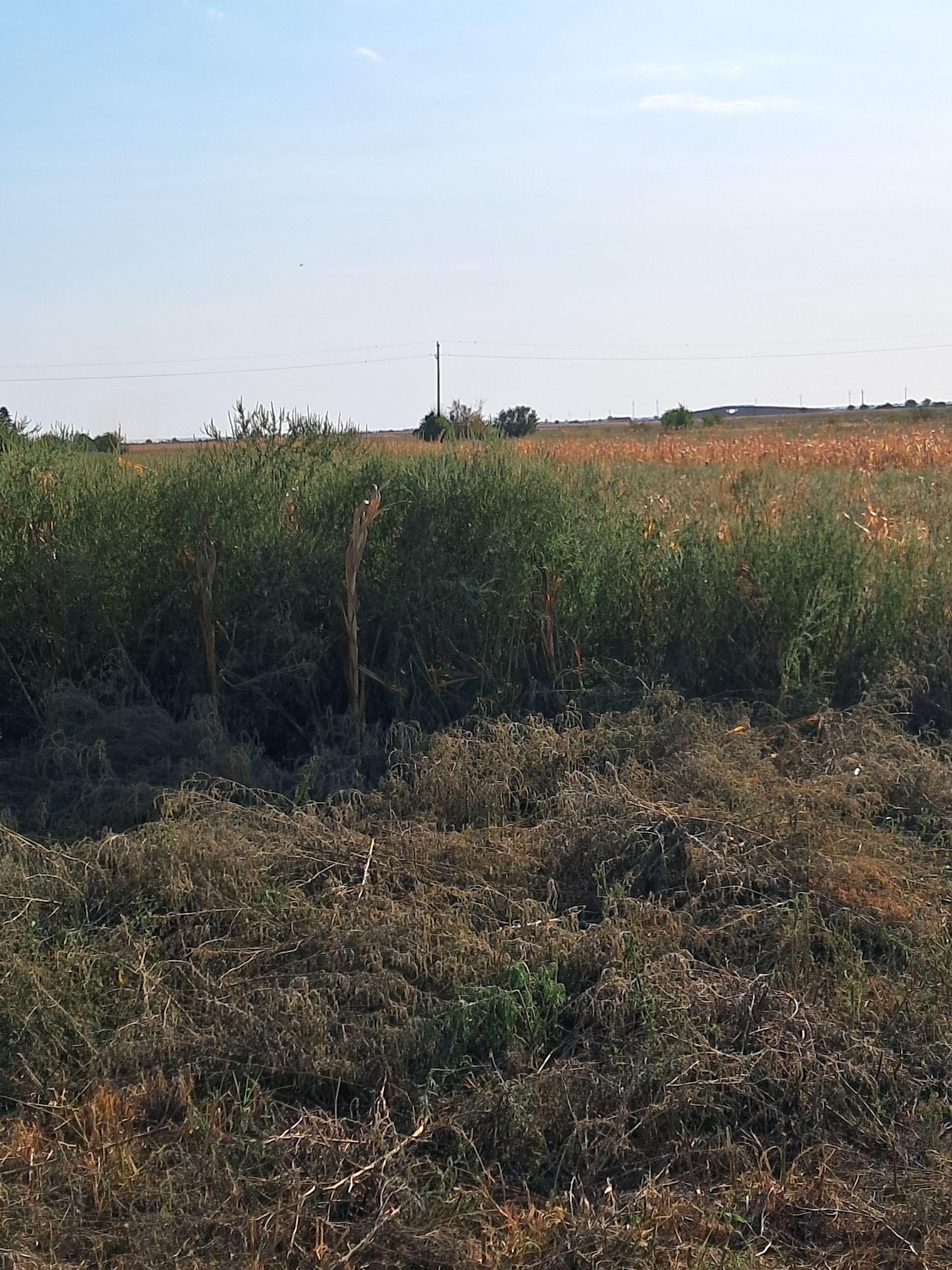 Ambrozie in DJ702G 56, Ionești, Comuna Petrești, Județul Dâmbovița - 1000002522.jpg