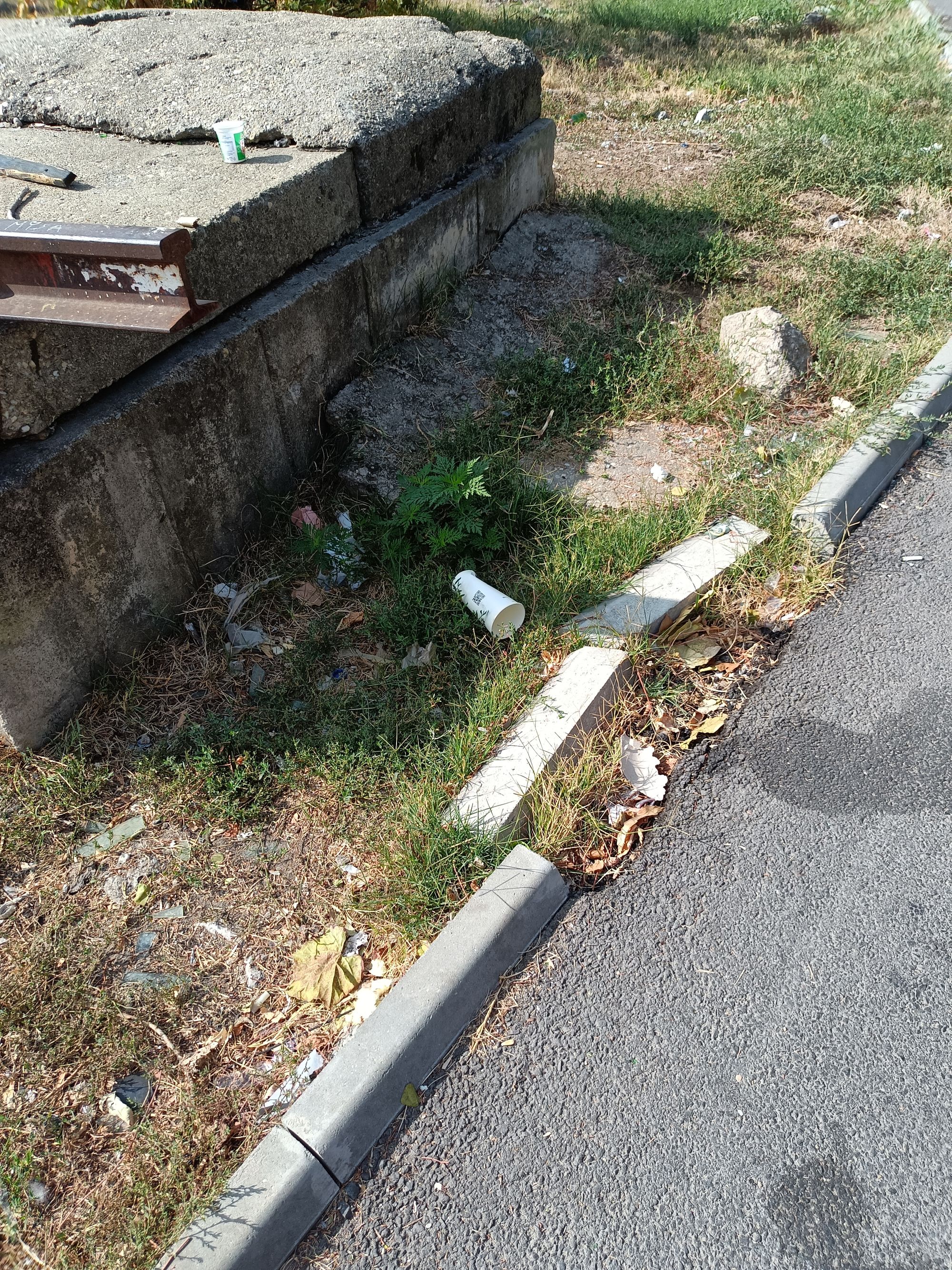 Ambrozie in Intrarea Ogradei 69, București, Municipiul București - IMG20231003115320.jpg