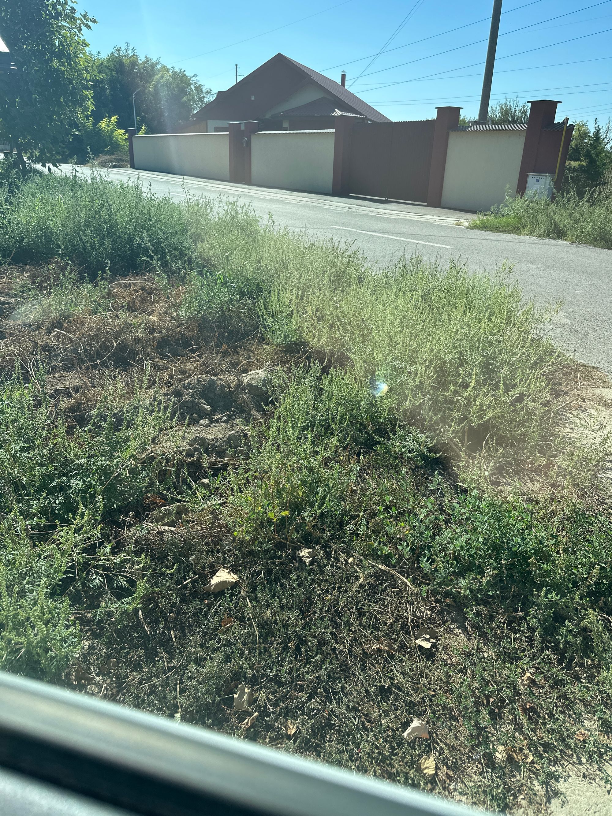 Ambrozie in Strada Macului, Cazasu, Comuna Cazasu, Județul Brăila - image.jpg