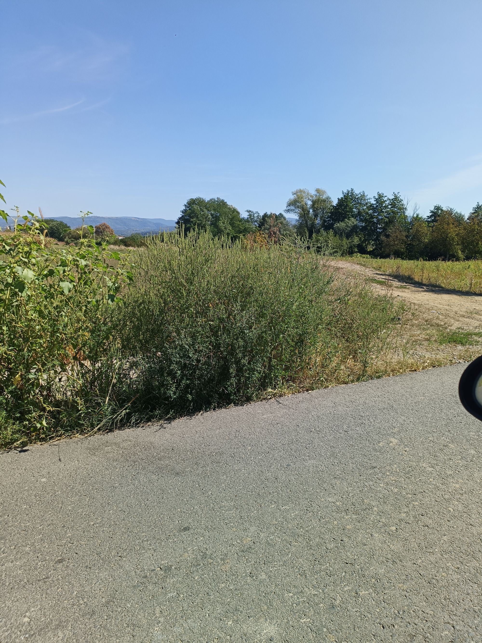 Ambrozie in Racșa, Comuna Racșa, Județul Satu Mare - 1000019341.jpg