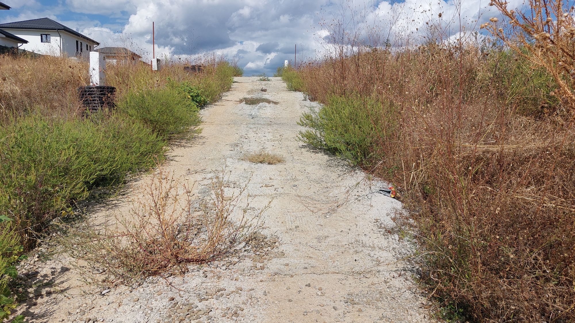 Ambrozie in Str. Albiței 45, Păulești, Comuna Păulești, Județul Prahova - 20250915_143759.jpg