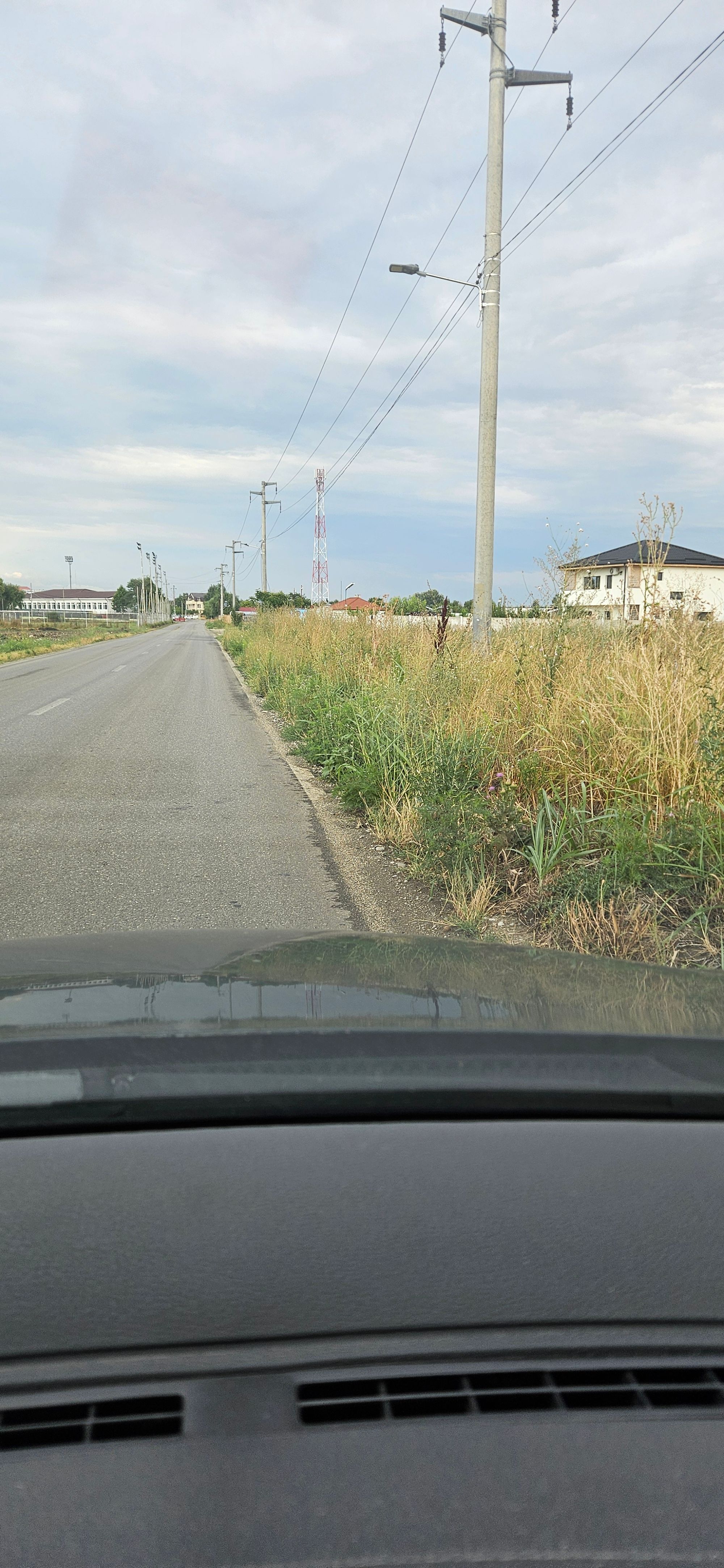 Ambrozie in DC125 13, Clinceni, Comuna Clinceni, Județul Ilfov