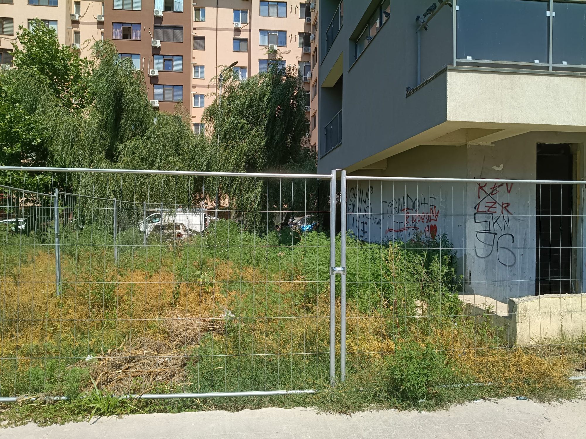 Ambrozie in Strada Tineretului 77, Chiajna, Comuna Chiajna, Județul Ilfov - ambrozie5.jpeg