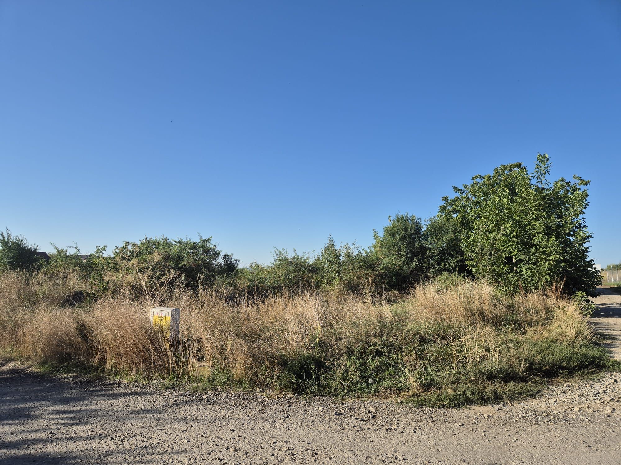 Ambrozie in Aleea Strugurilor 107, Iași, Municipiu Iaşi, Județul Iași - 8c68665d-2ed7-4bea-8647-14c85067c017.jpg
