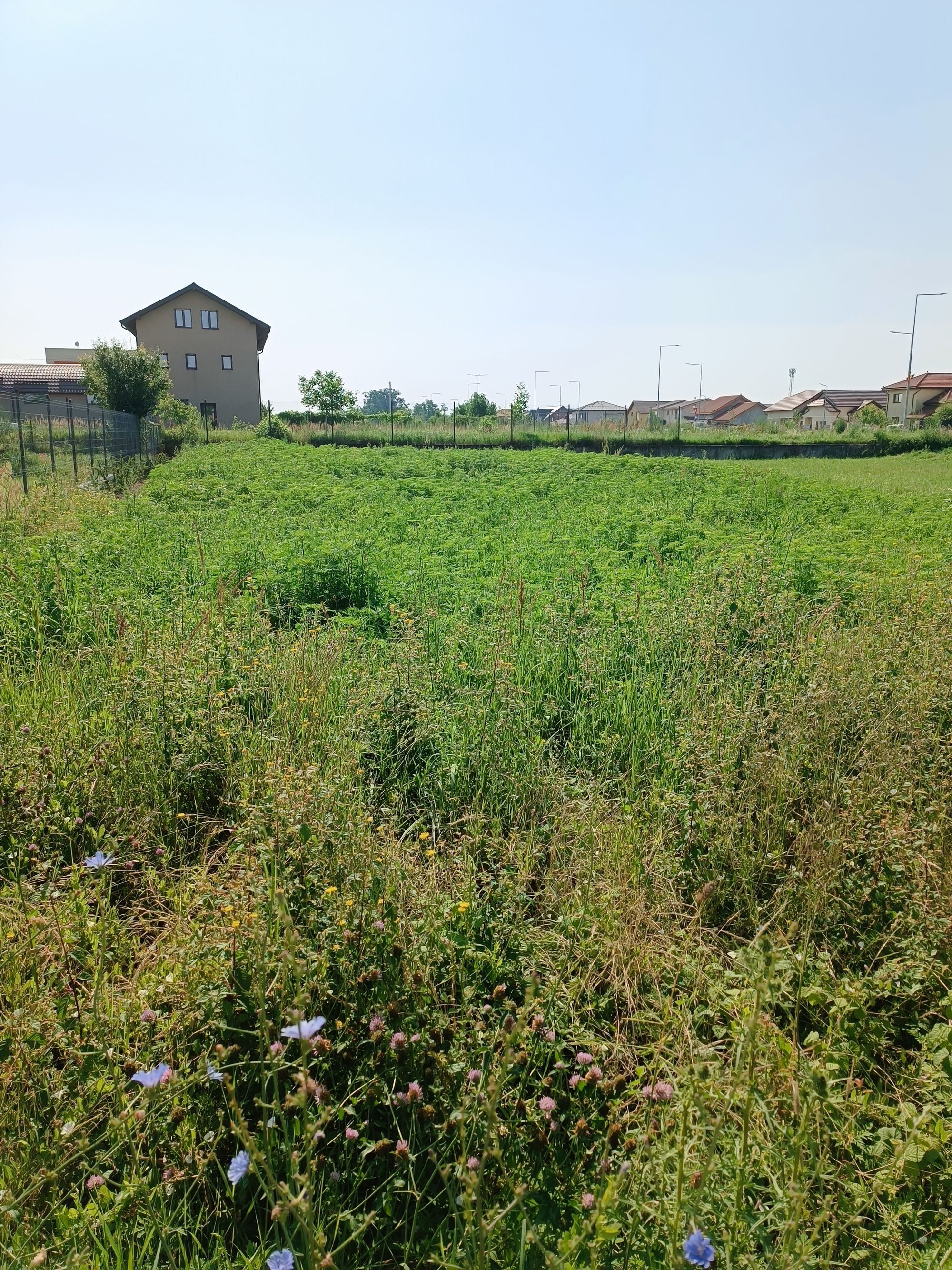 Ambrozie in Strada Basmului 6, Moșnița Nouă, Comuna Moșnița Nouă, Județul Timiș - inbound3333243146170781883.jpg