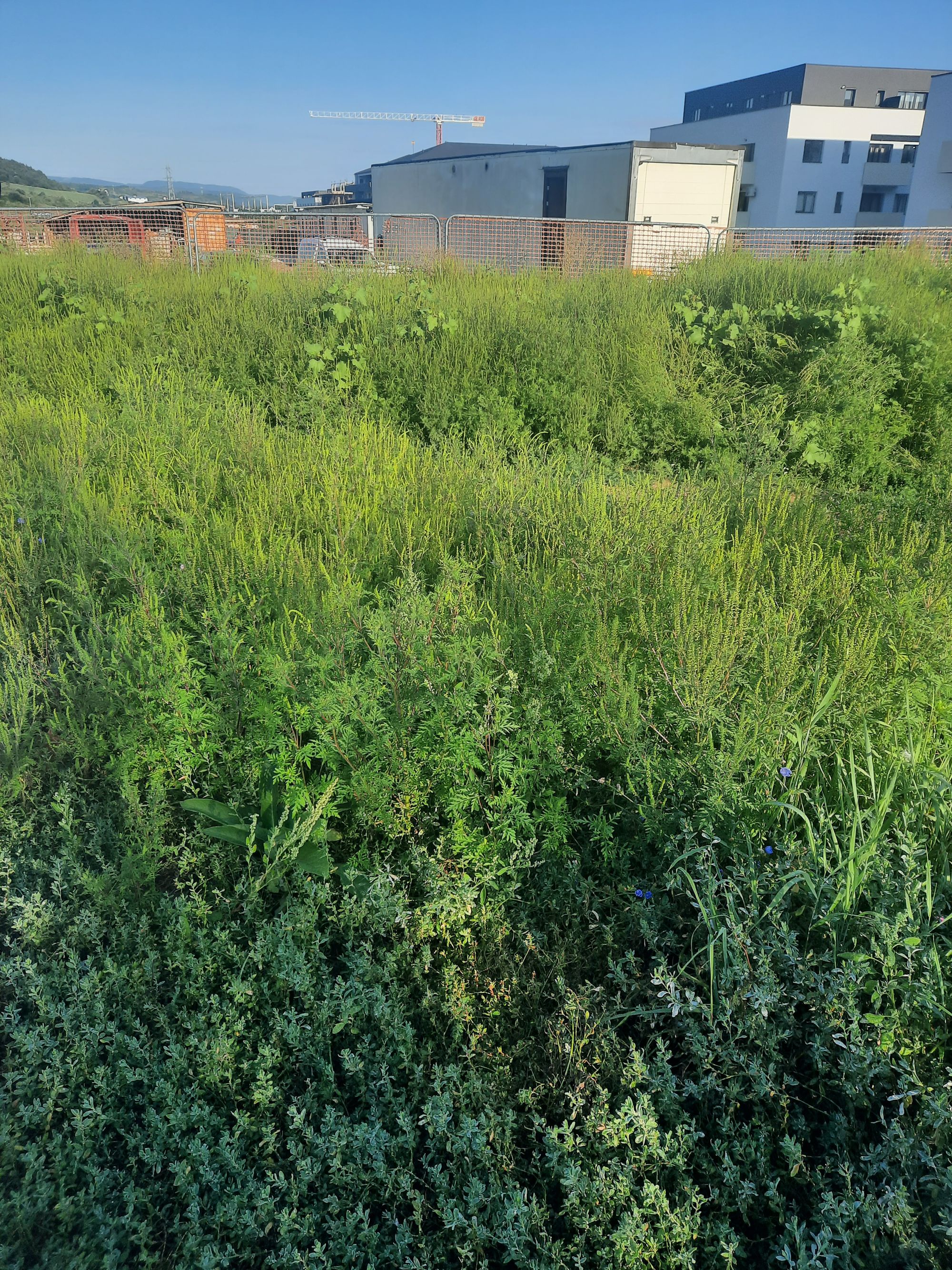 Ambrozie in Strada Urușagului 115, Florești, Comuna Florești, Județul Cluj - 20250820_081635.jpg