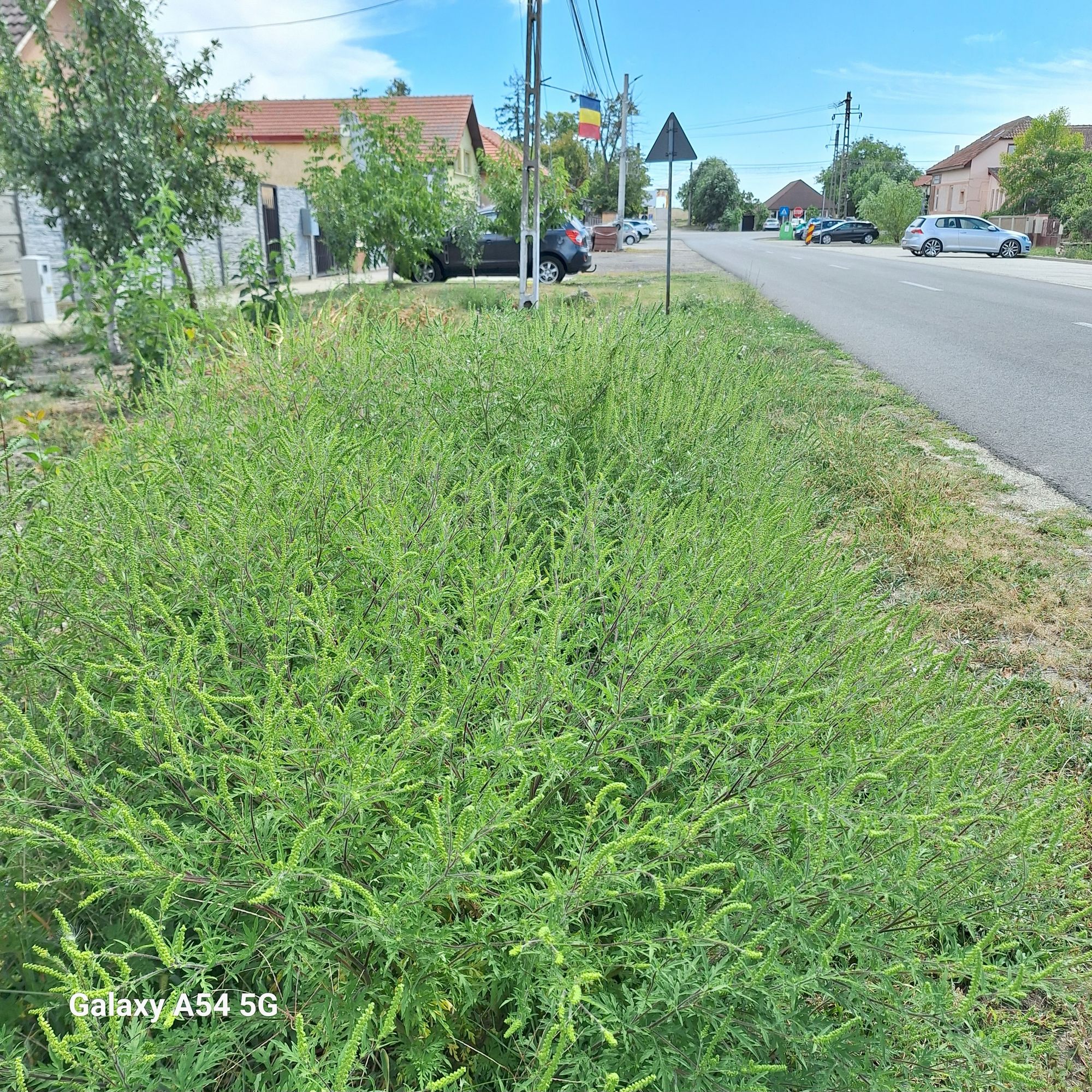 Ambrozie in Str. Florilor 79c, Sânmihaiu Român, Comuna Sânmihaiu Român, Județul Timiș - 20250827_135723.jpg
