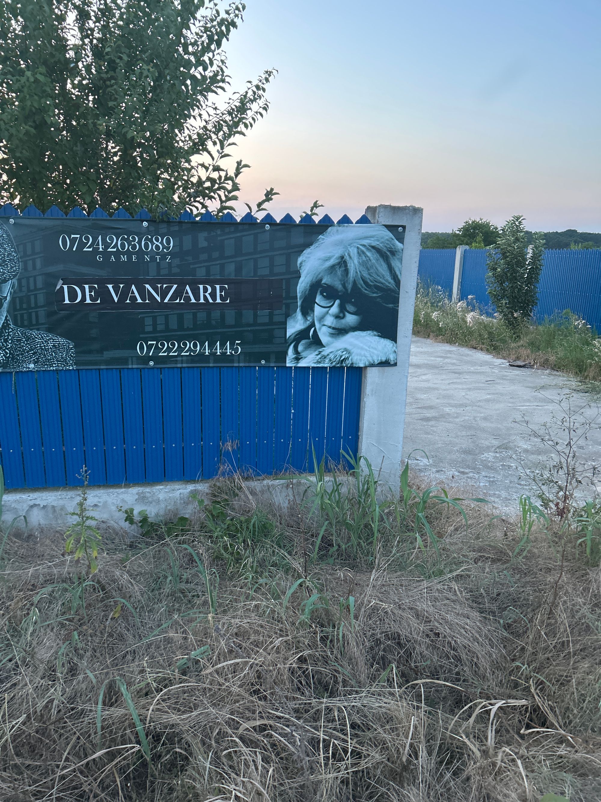 Ambrozie in Grădiștea, Comuna Grădiștea, Județul Ilfov - image.jpg