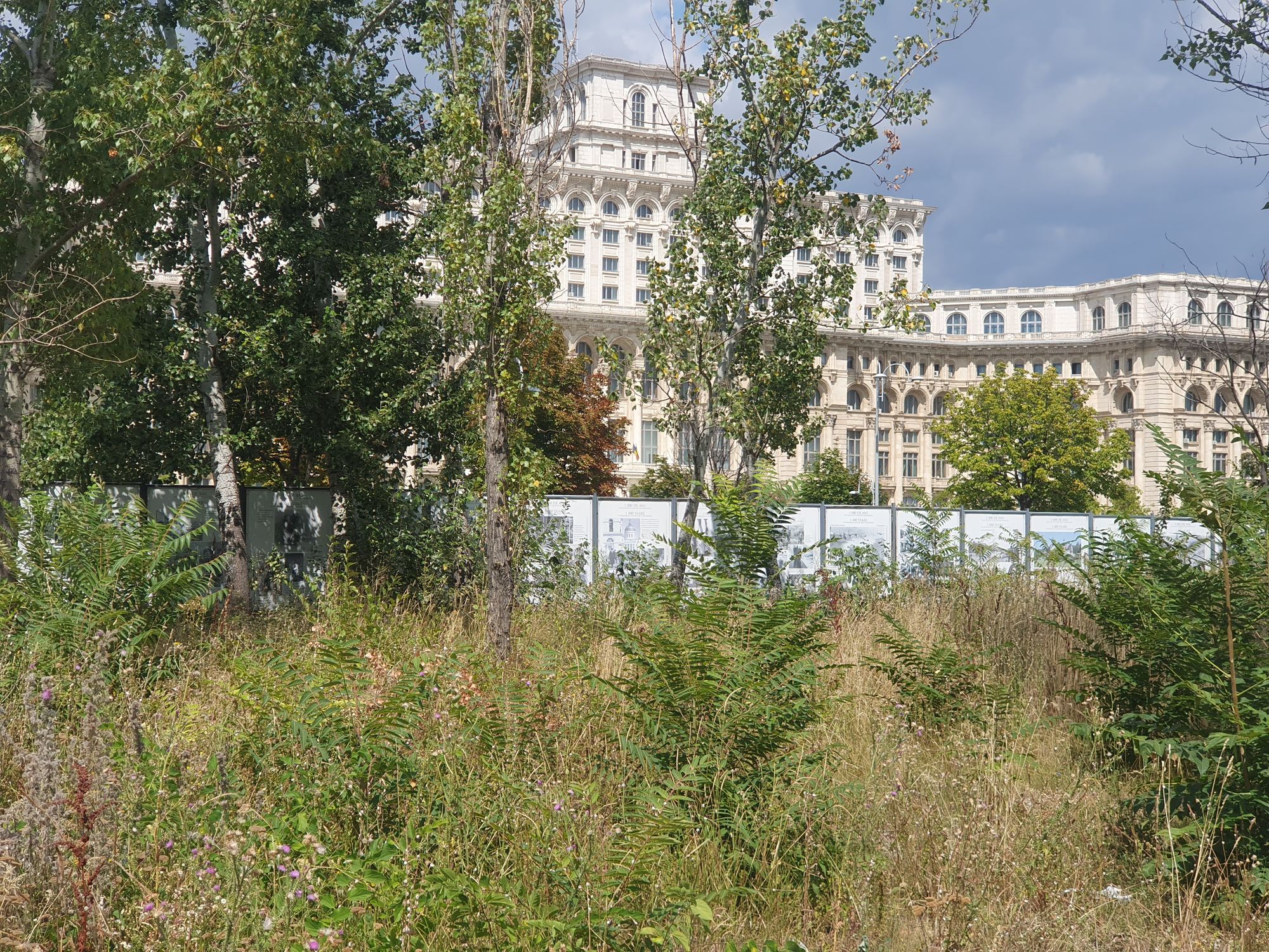 Ambrozie in Strada Uranus 98, București, Municipiul București - 20230811_144221.jpg