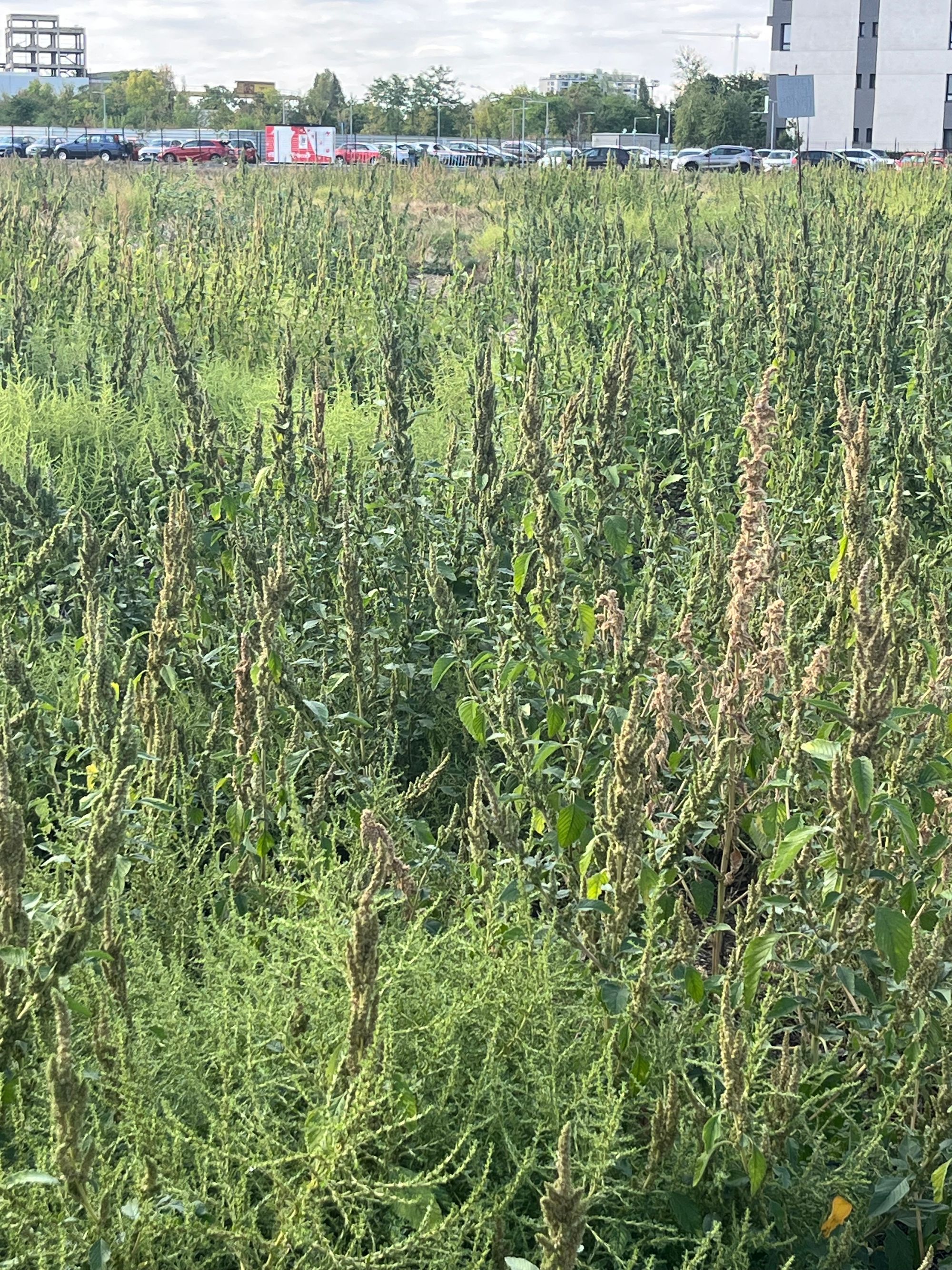 Ambrozie in Strada Vulcan 49, București, Municipiul București - IMG_9182.jpeg