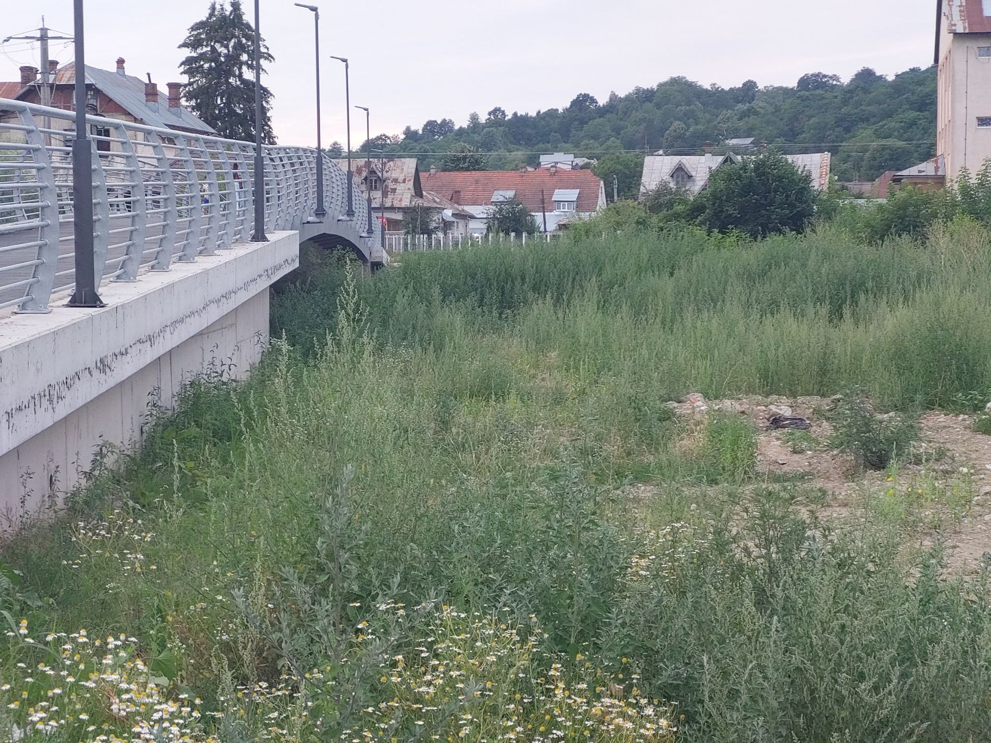 Ambrozie in Bulevardul Pandurii D11D, Moreni, Municipiu Moreni, Județul Dâmbovița - 20230720_200408.jpg