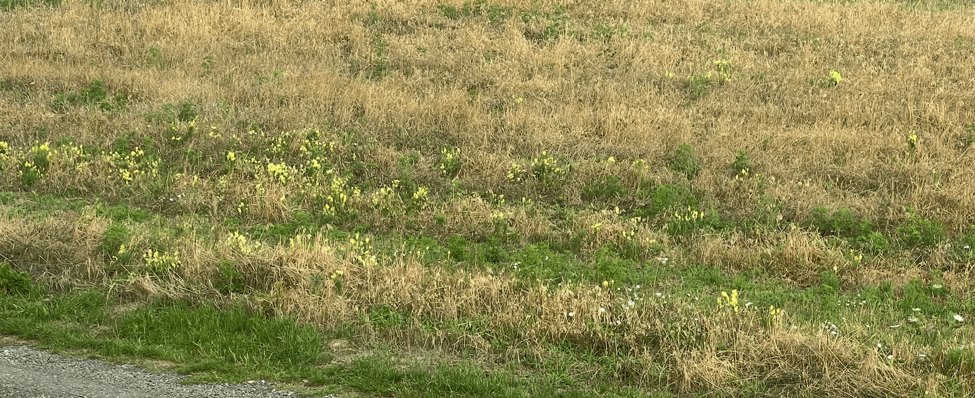 Ambrozie in Strada Bicaz 45, Giroc, Comuna Giroc, Județul Timiș