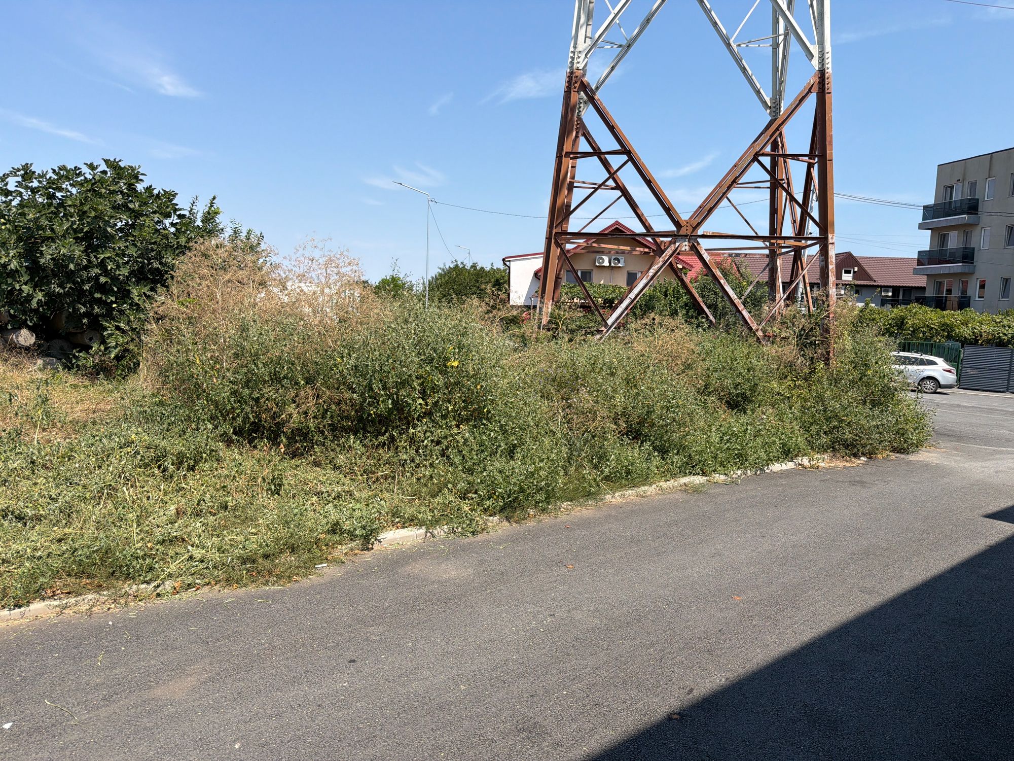 Ambrozie in Strada M7 24, Mamaia-Sat, Oraș Năvodari, Județul Constanța