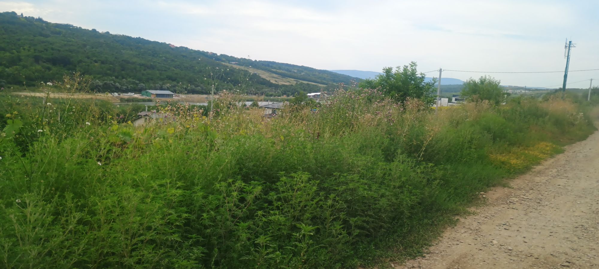 Ambrozie in Iași, Județul Iași
