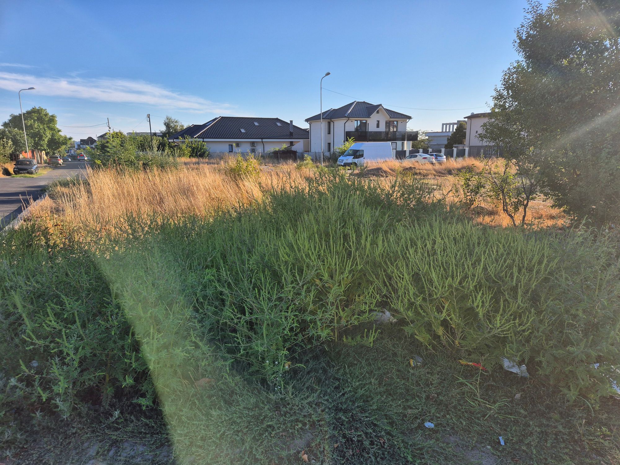 Ambrozie in Aleea Potelu 170, Craiova, Municipiu Craiova, Județul Dolj - inbound1166528018028974491.jpg