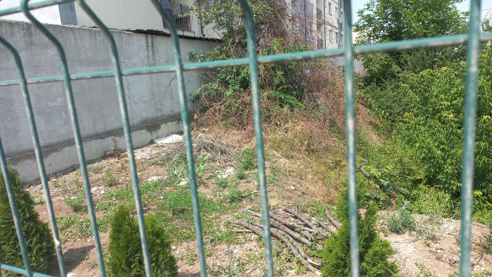 Ambrozie in Strada Biruinței 123, București, Oraş Popeşti Leordeni, Județul Ilfov - 20230711_112112.jpg