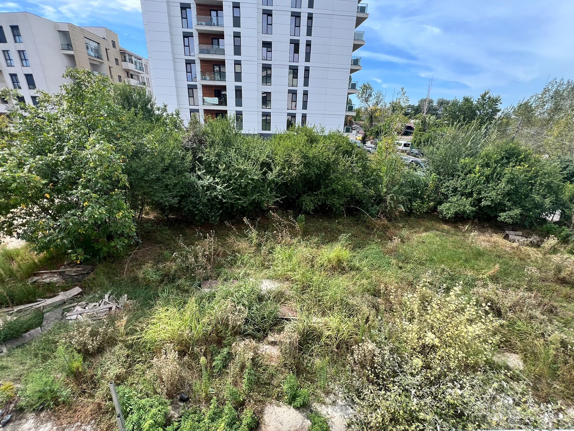 Ambrozie in Intrarea Străulești 11-13, București, Municipiul București - WhatsApp Image 2026-09-08 at 13.45.23 (1).jpeg